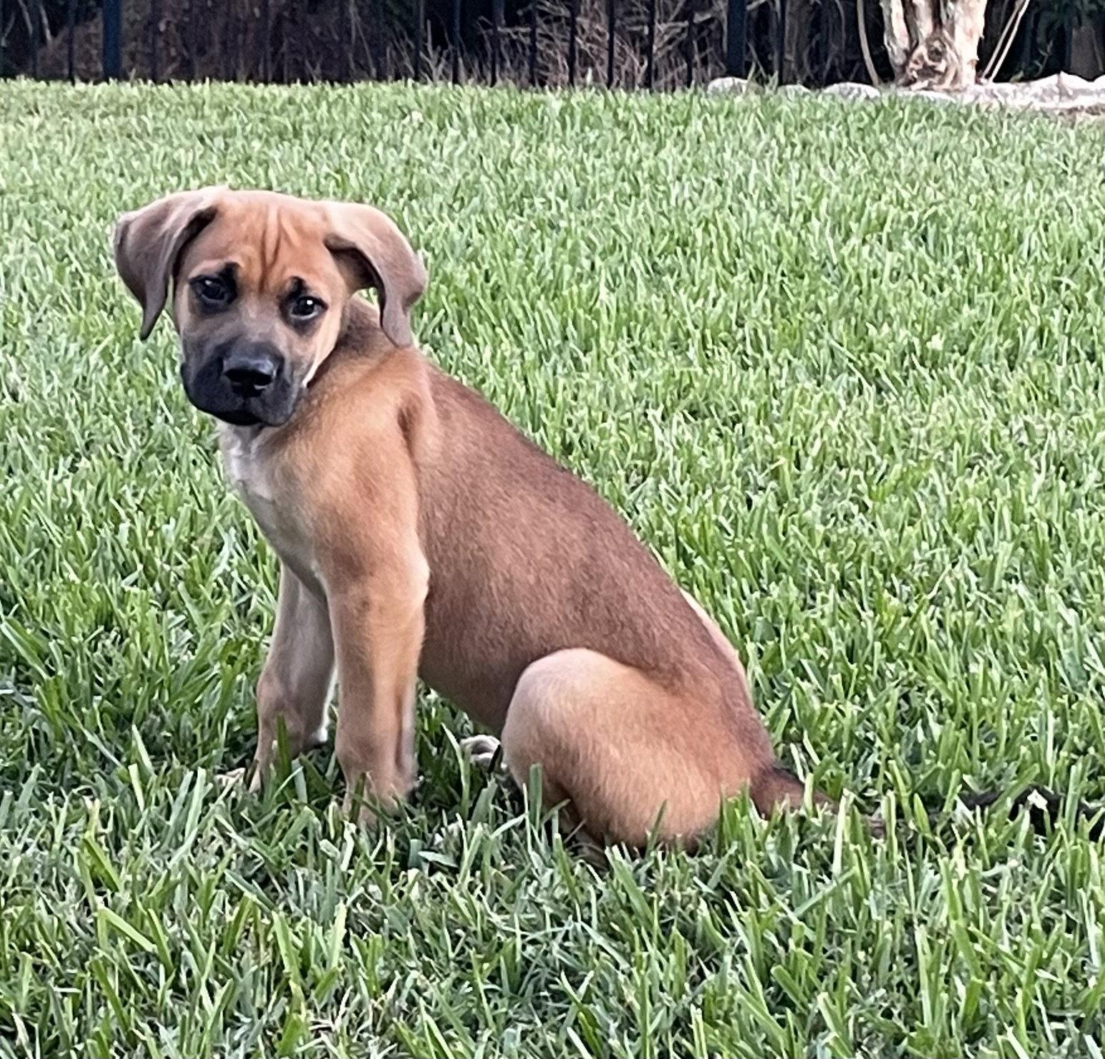 Bentley, a Adopted Mixed Breed in Orlando, FL image 2/3