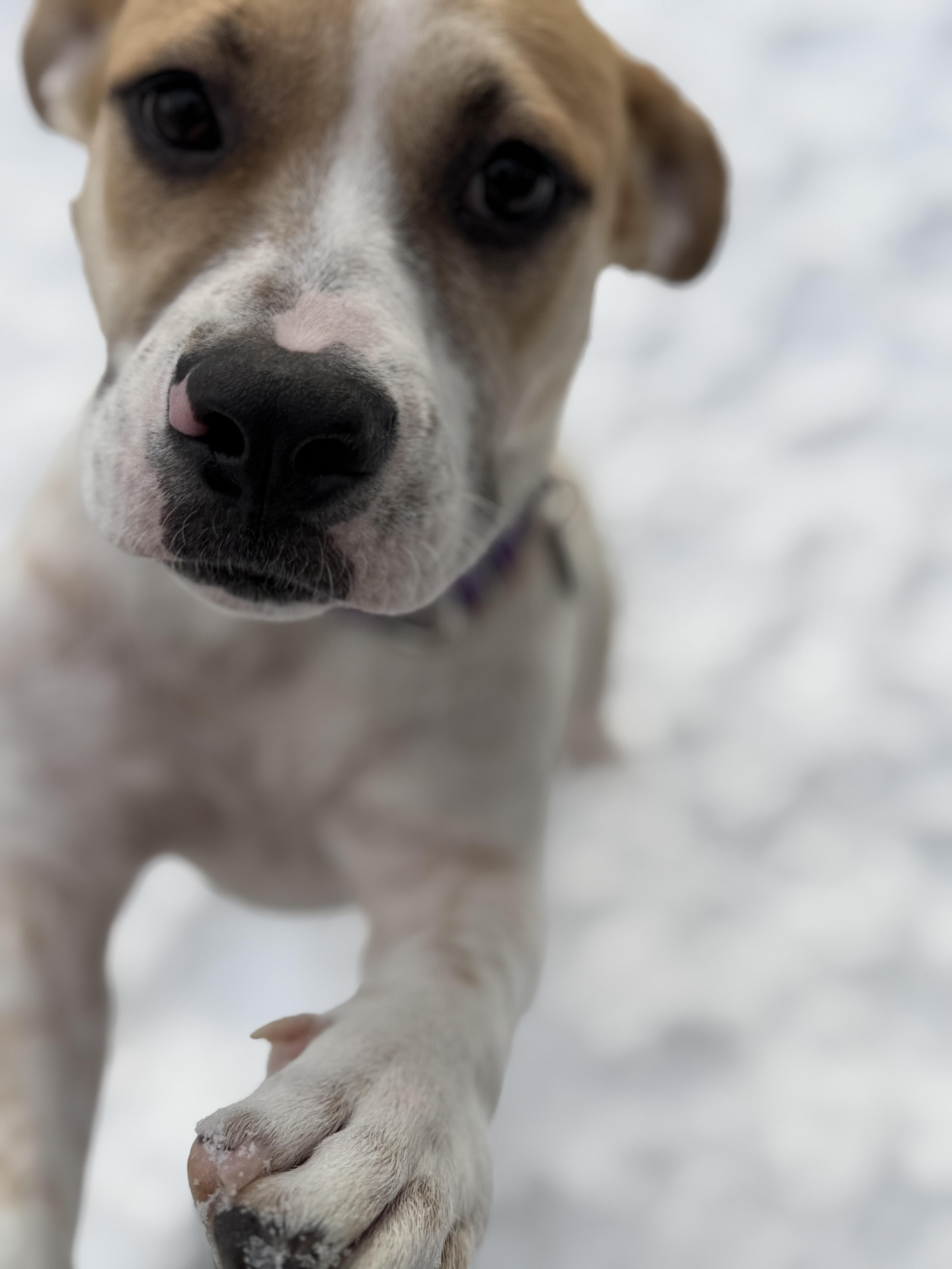 Enlarge Shari, a ADOPTABLE mixed breed in Chatham, NJ image 6/6