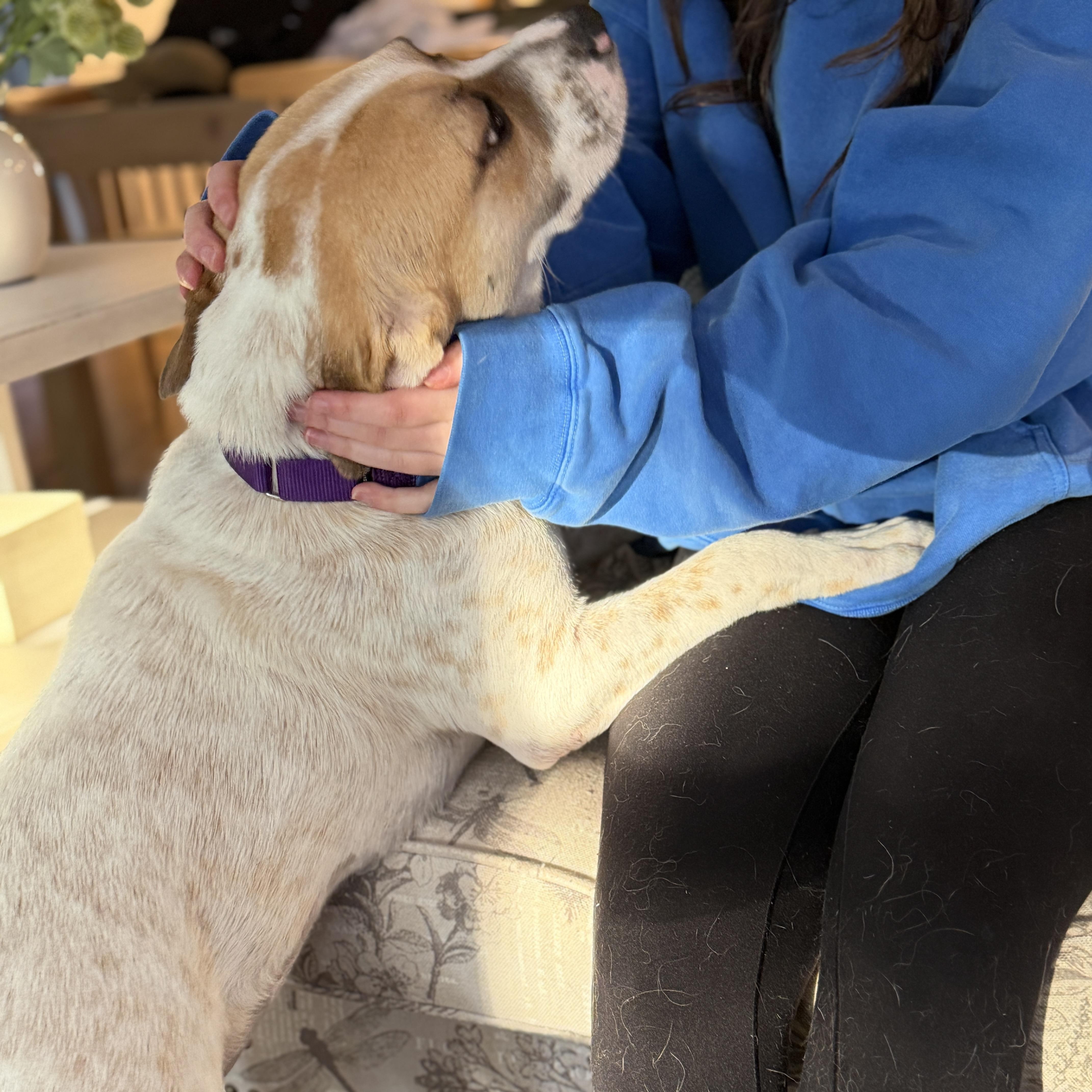 Enlarge Shari, a ADOPTABLE mixed breed in Chatham, NJ image 4/6