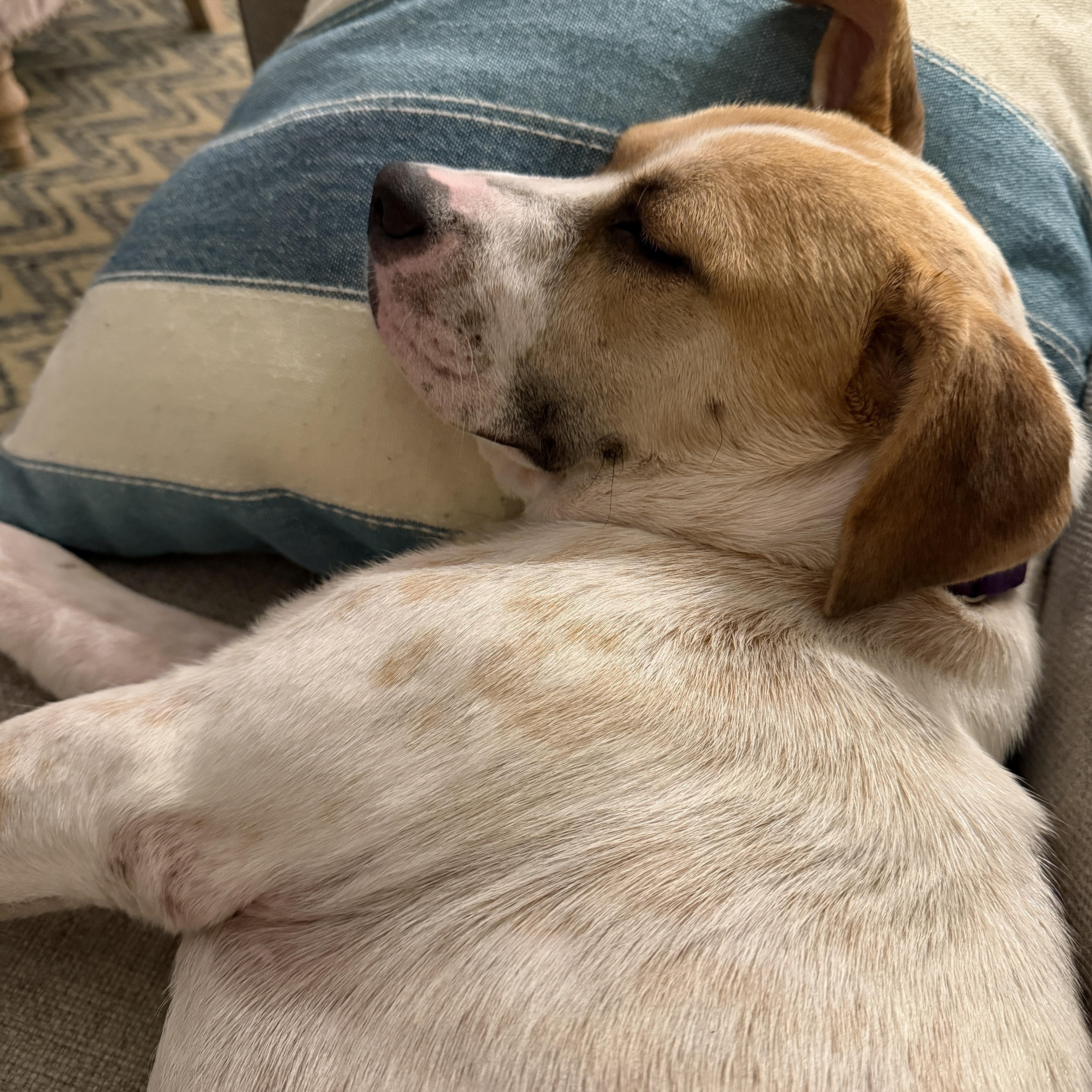 Enlarge Shari, a ADOPTABLE mixed breed in Chatham, NJ image 3/6