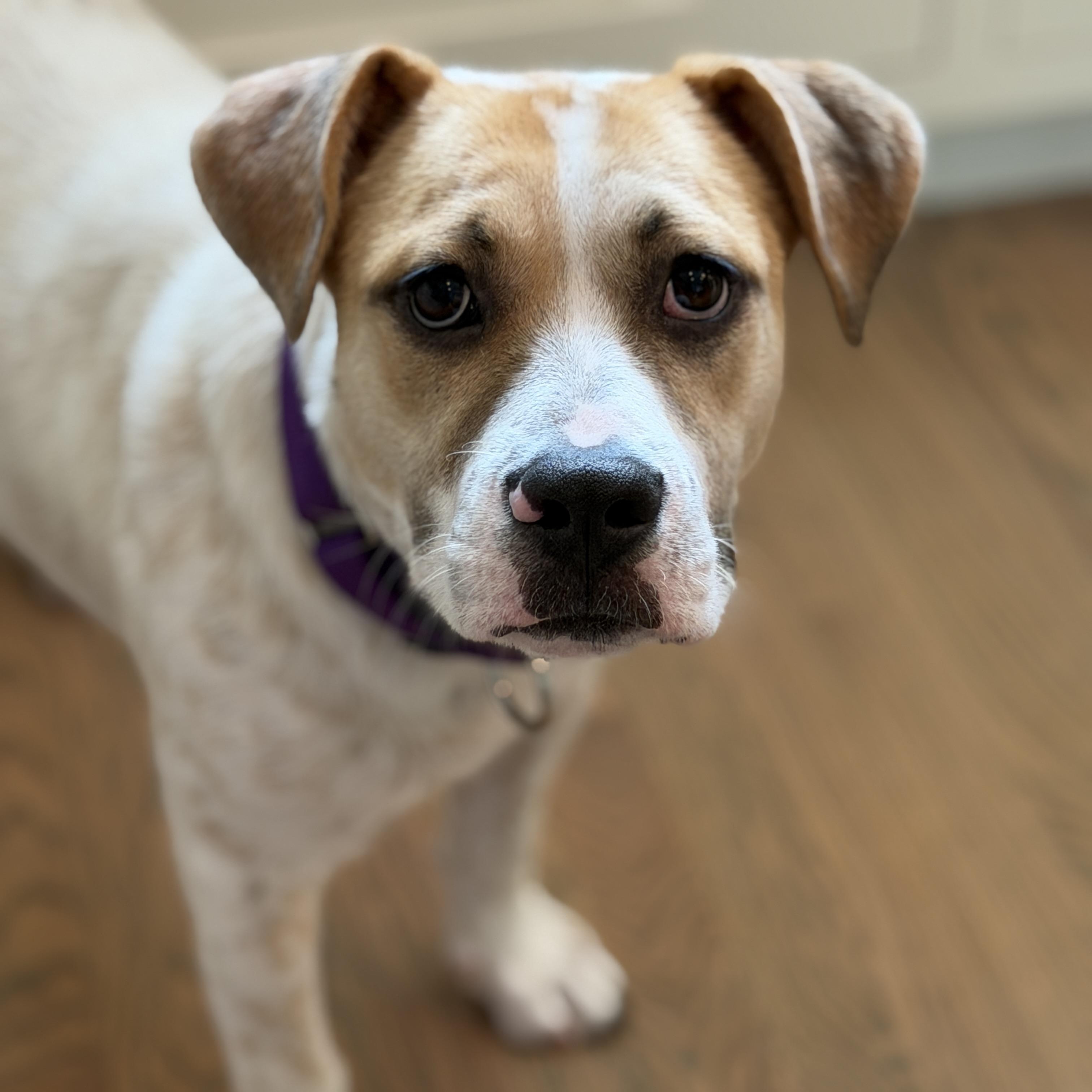 Shari, ADOPTABLE, Puppy Female Bulldog & Australian Cattle Dog / Blue Heeler.