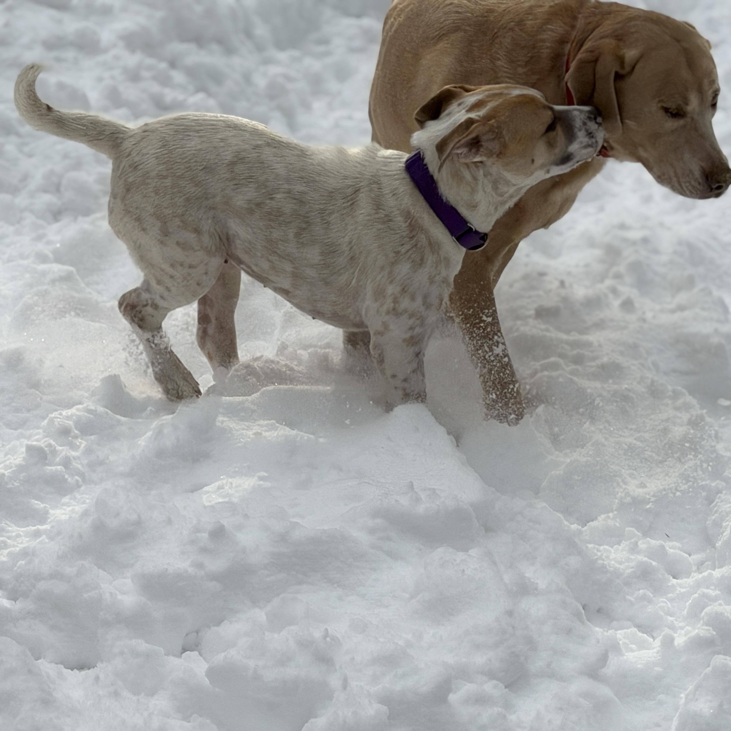 Enlarge Shari, a ADOPTABLE mixed breed in Chatham, NJ image 5/6