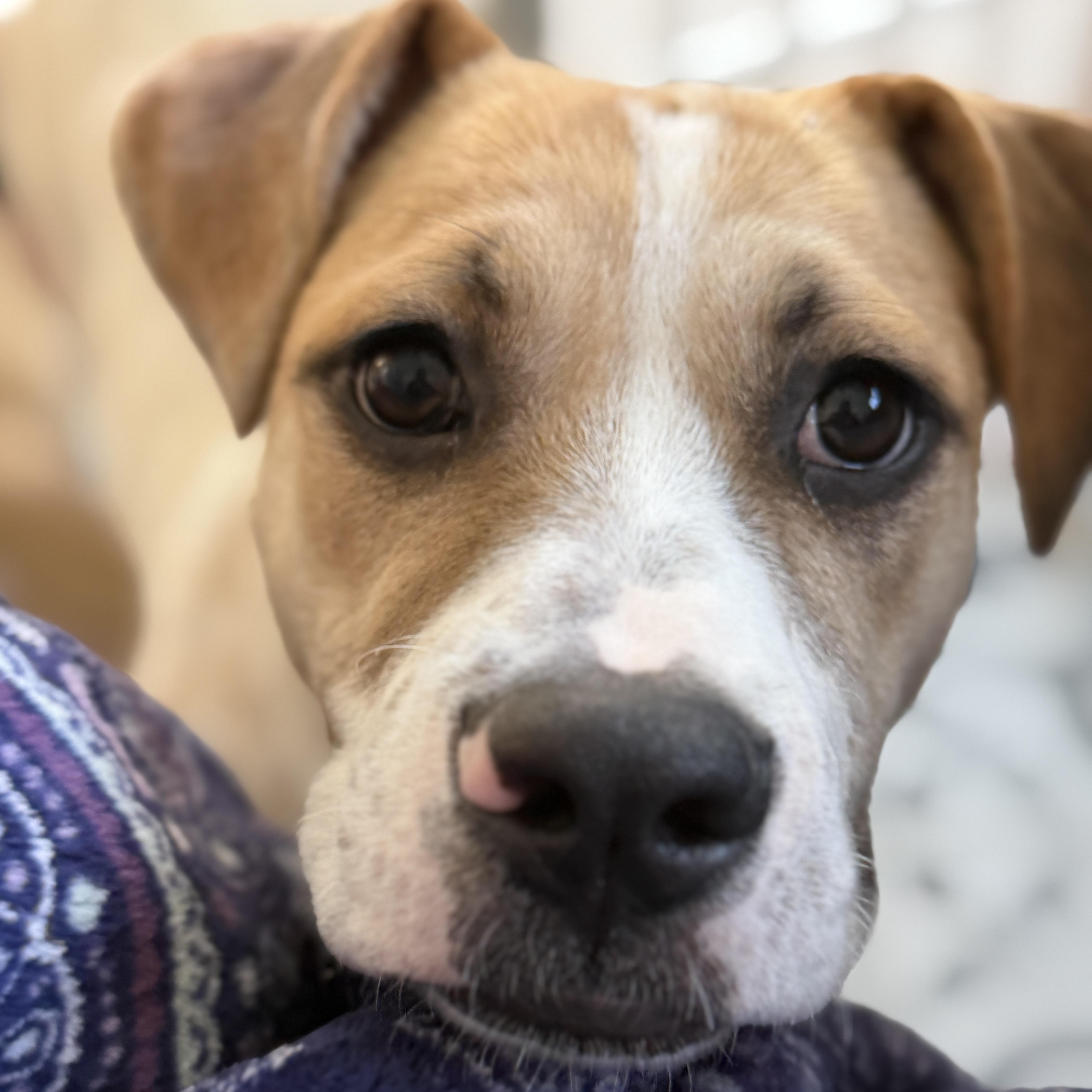 Enlarge Shari, a ADOPTABLE mixed breed in Chatham, NJ image 2/6