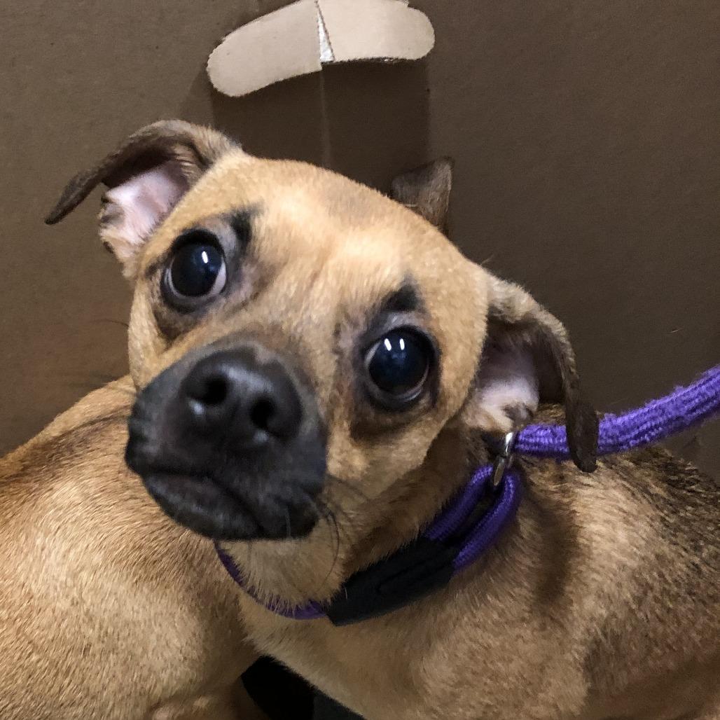 Enlarge Baked Apple Pie, a Adoptable Mixed Breed in Oak Park, IL image 1/1