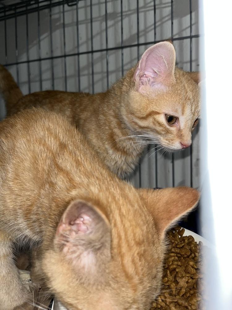 Saturn, Adoptable, Kitten Male Domestic Short Hair.