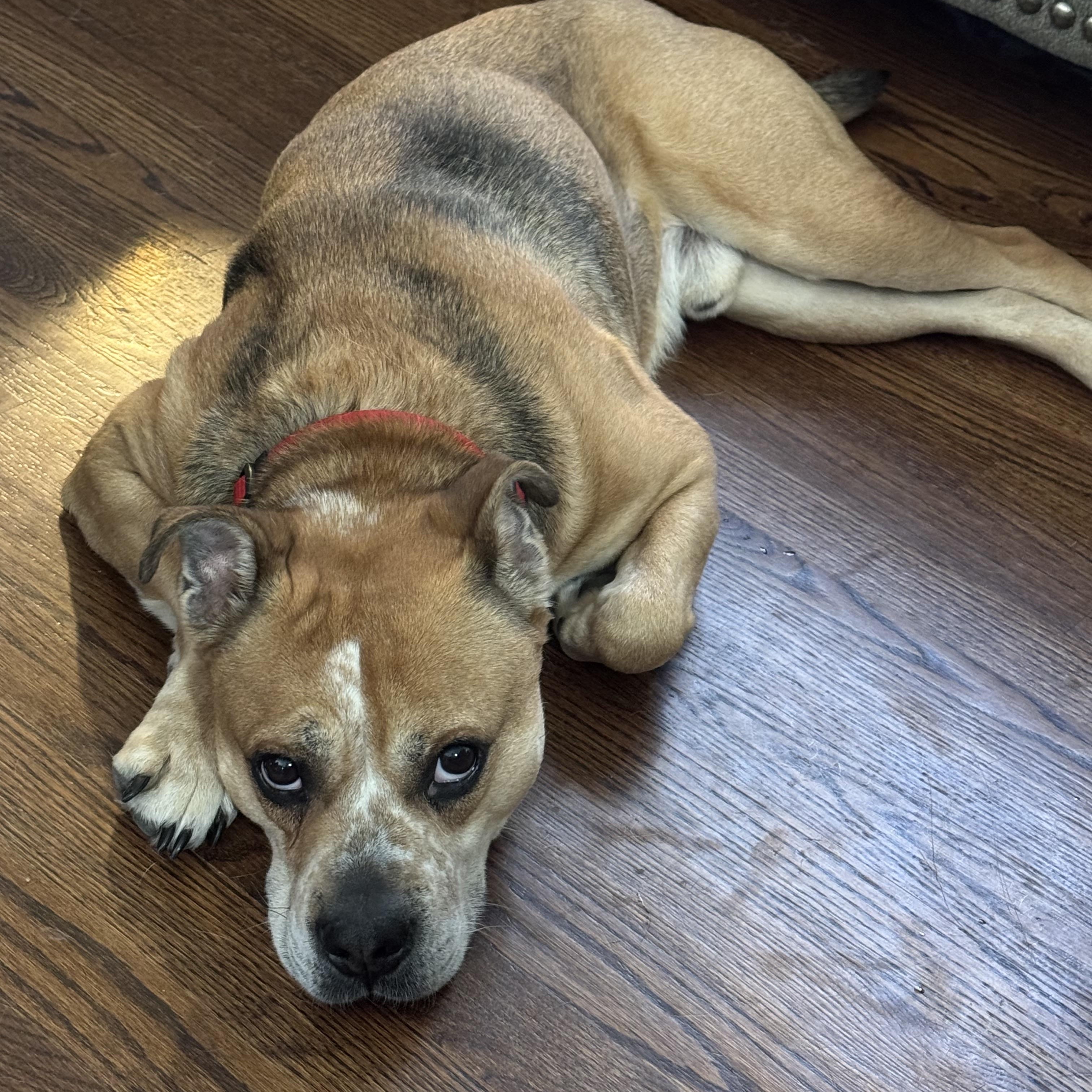 Samson CL, adoptable, Adult Male Pit Bull Terrier.