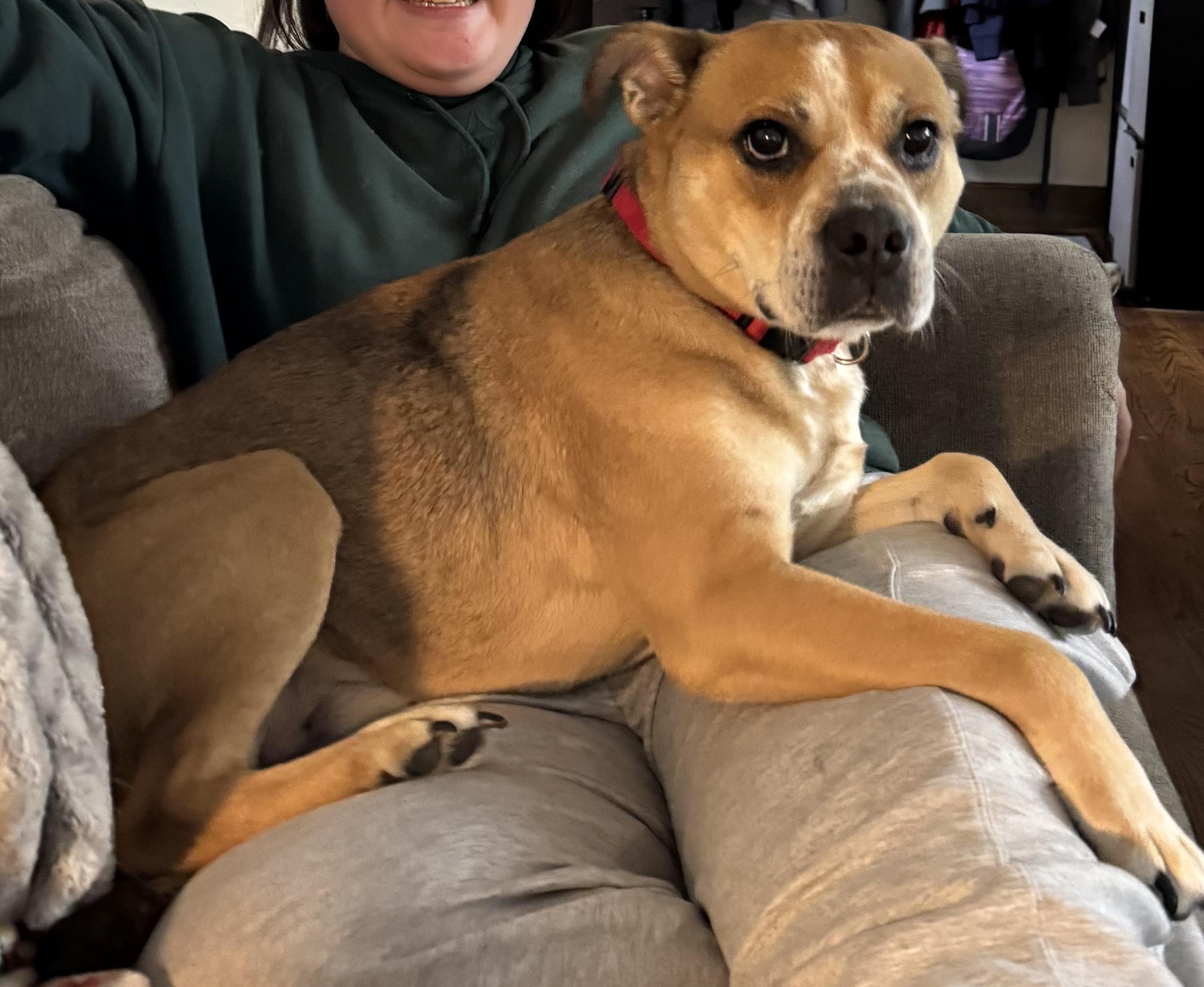 Enlarge Samson CL, an adoptable mixed breed in Kansas City, MO image 3/3