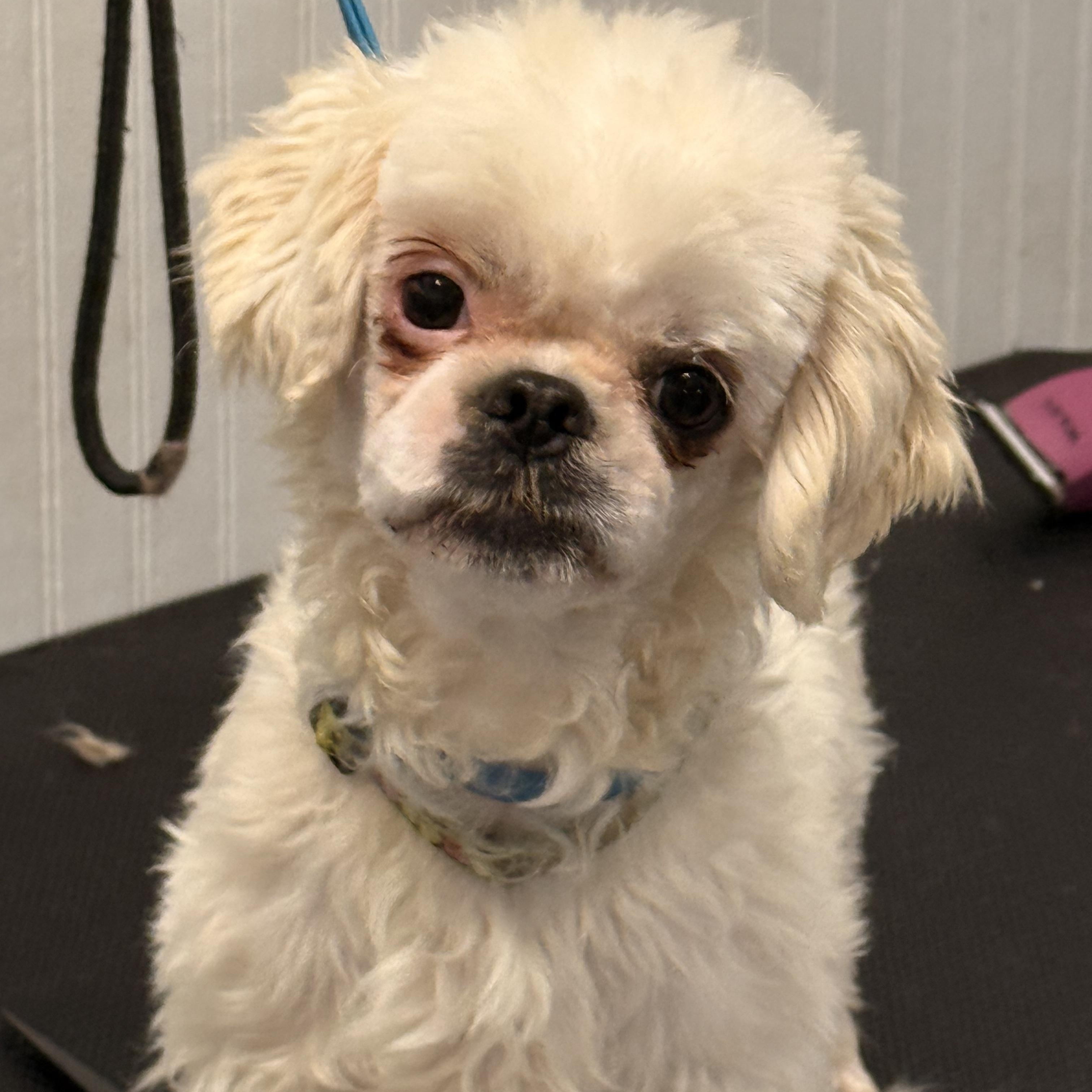 Hamlet, Adoptable, Adult Male Shih Tzu.