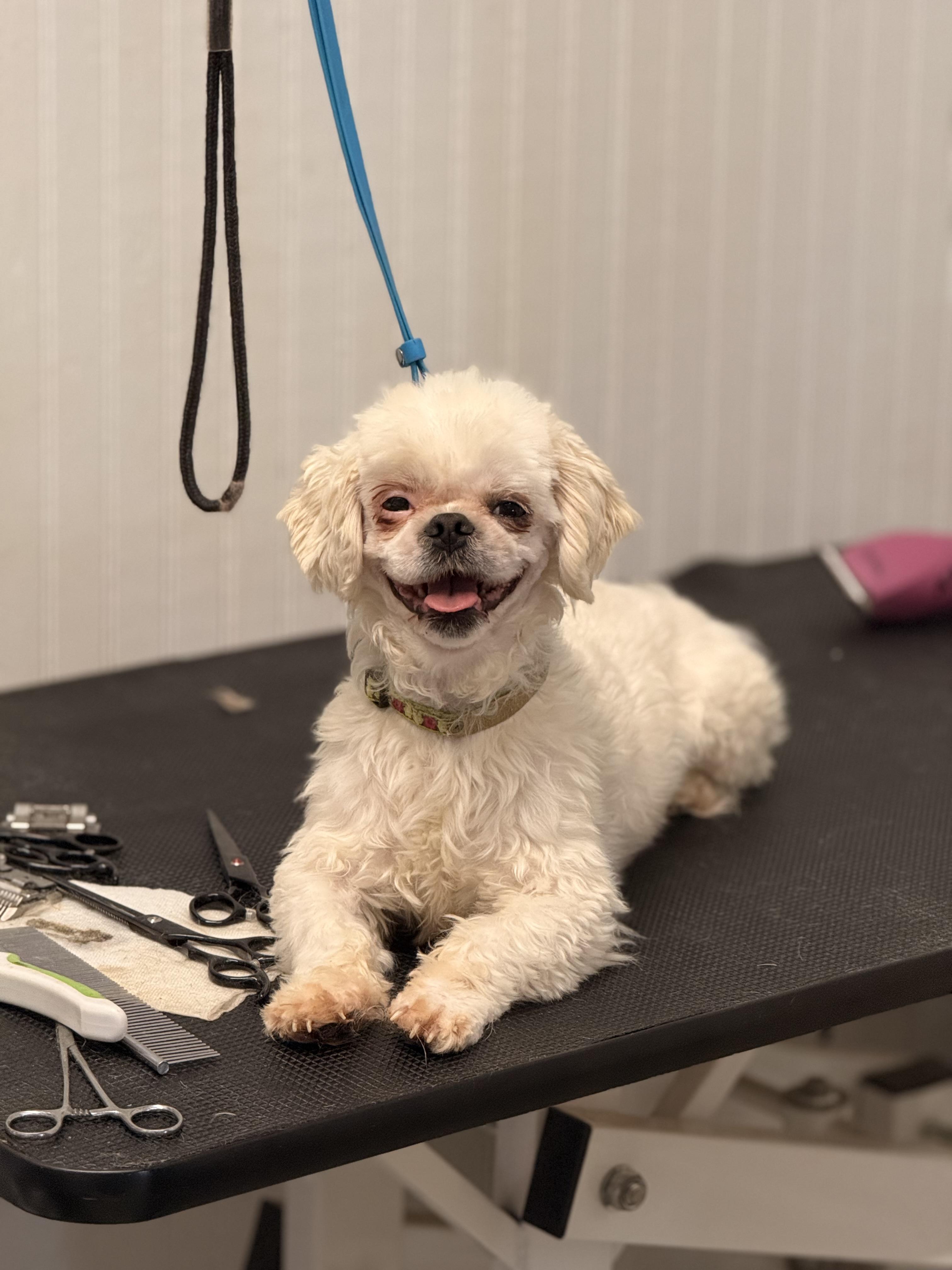 Enlarge Hamlet, a Adoptable Shih Tzu in Texarkana, TX image 2/6