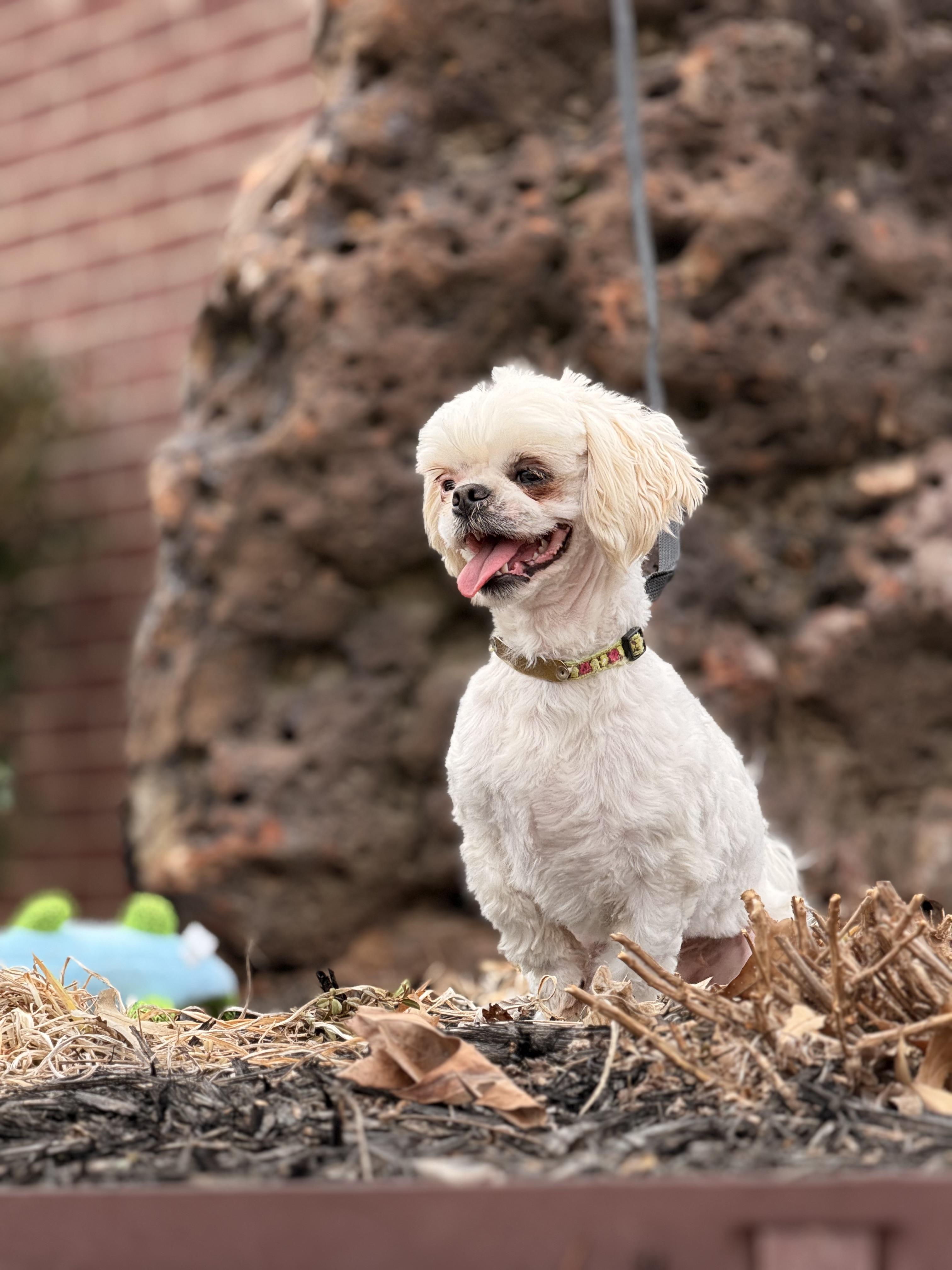 Enlarge Hamlet, a Adoptable Shih Tzu in Texarkana, TX image 1/6