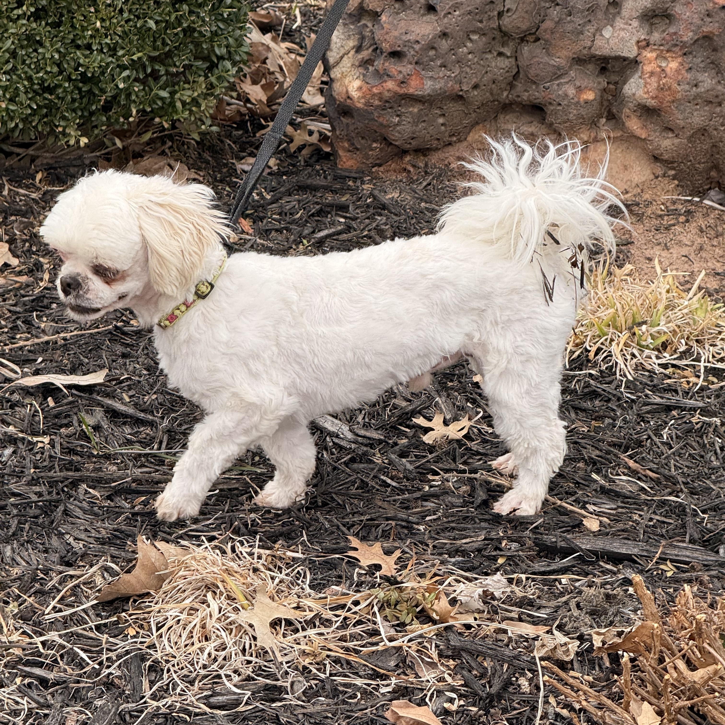 Enlarge Hamlet, a Adoptable Shih Tzu in Texarkana, TX image 6/6