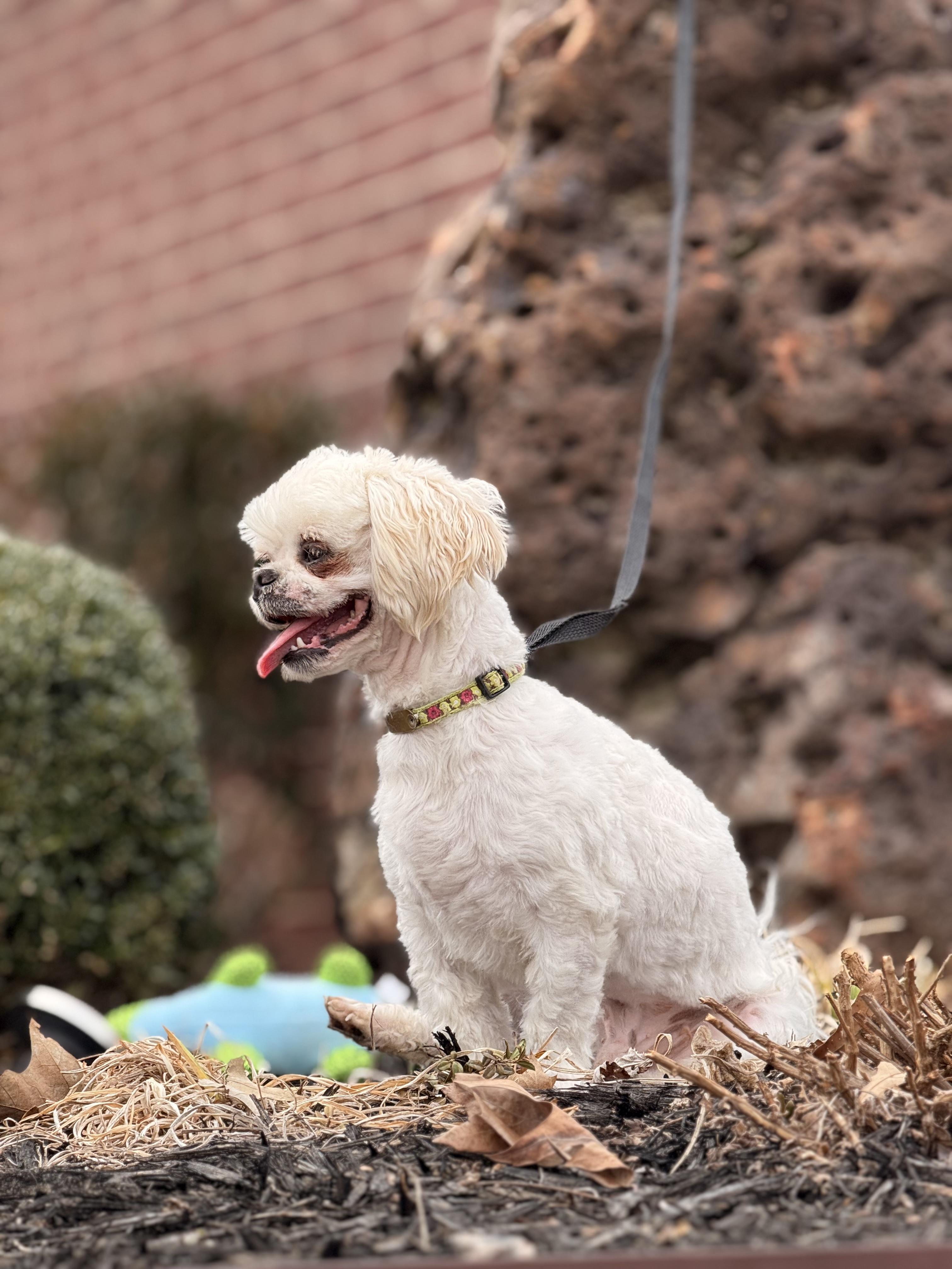 Enlarge Hamlet, a Adoptable Shih Tzu in Texarkana, TX image 4/6