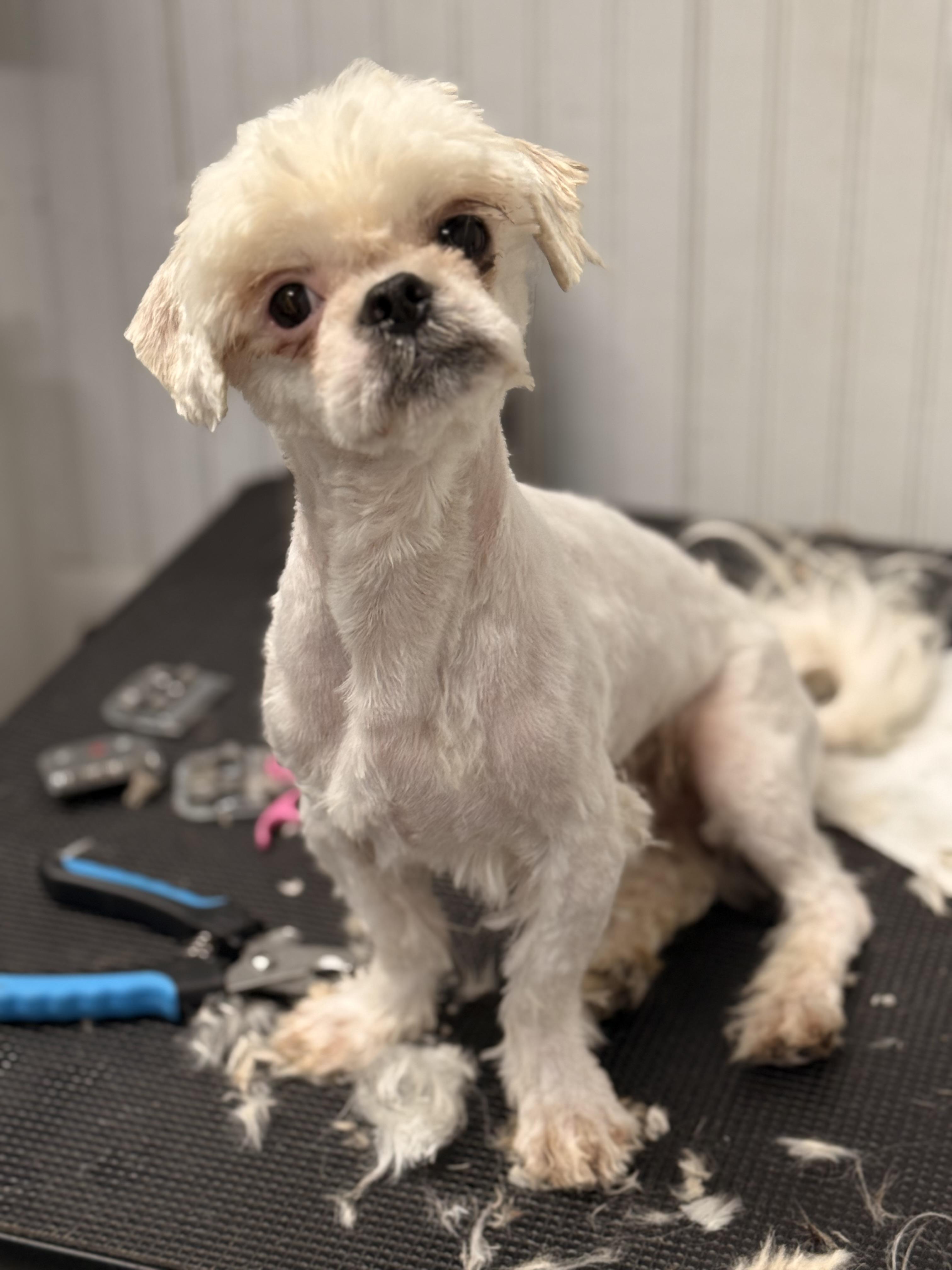 Enlarge Hamlet, a Adoptable Shih Tzu in Texarkana, TX image 3/6