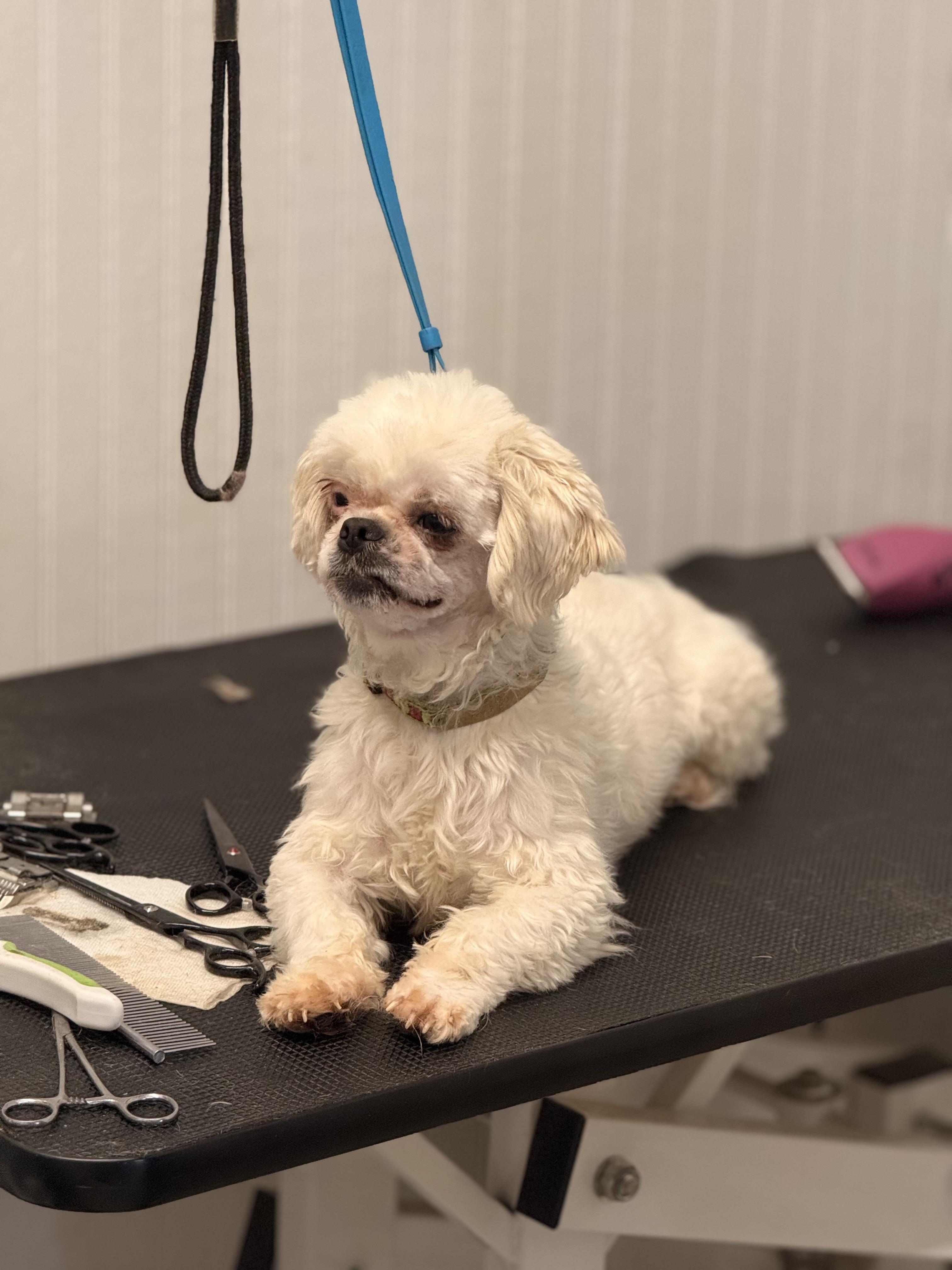 Enlarge Hamlet, a Adoptable Shih Tzu in Texarkana, TX image 4/6