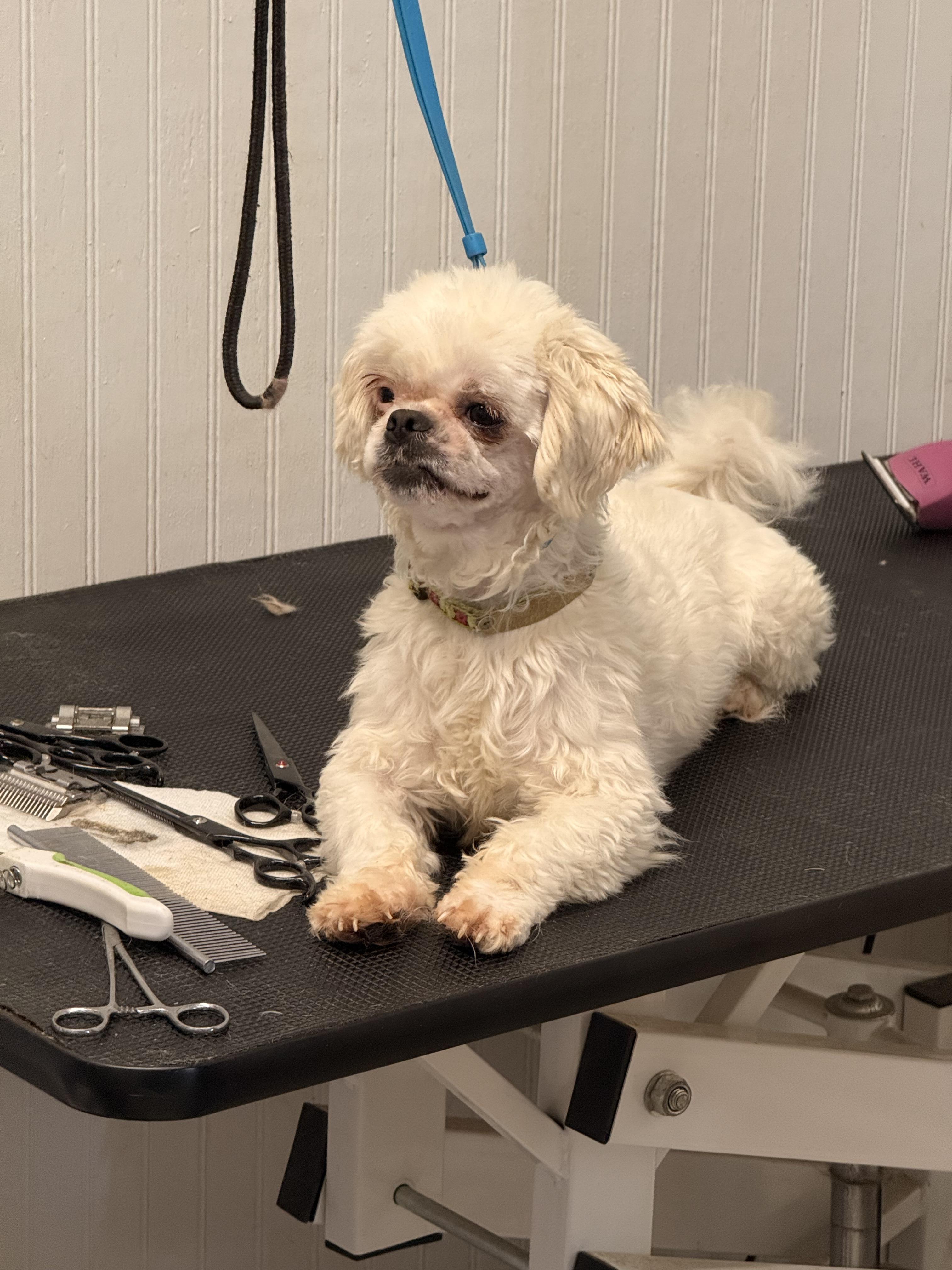 Enlarge Hamlet, a Adoptable Shih Tzu in Texarkana, TX image 5/6