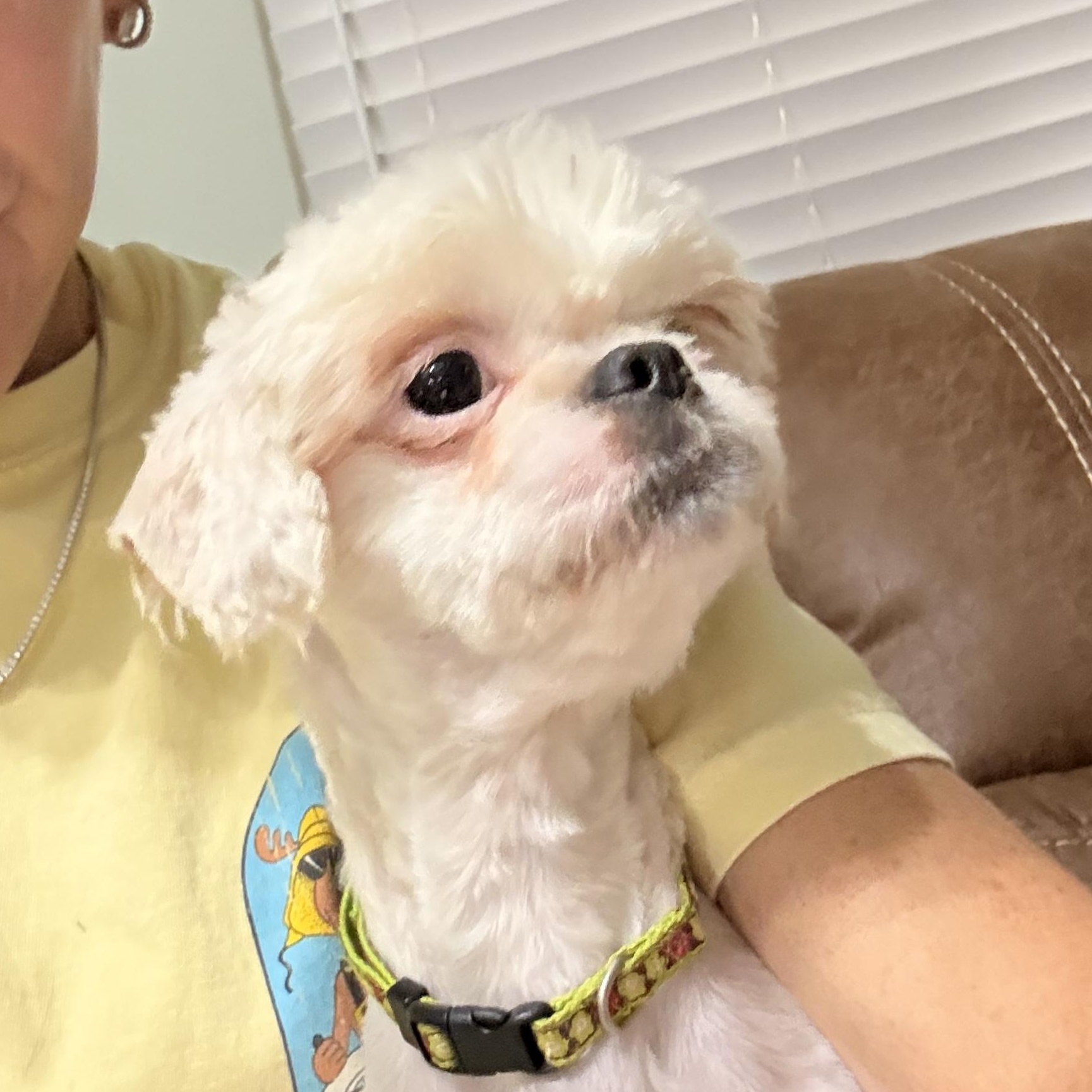 Enlarge Hamlet, a Adoptable Shih Tzu in Texarkana, TX image 6/6