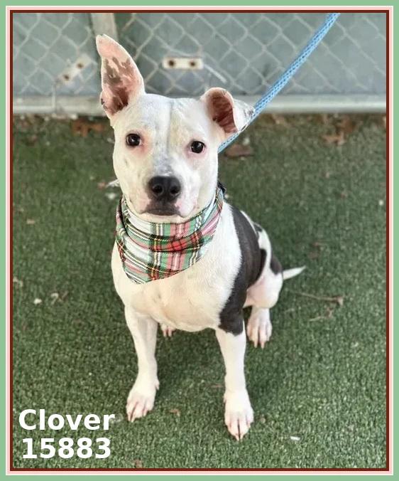 CLOVER, a ADOPTABLE mixed breed in Marietta, GA image 1/4