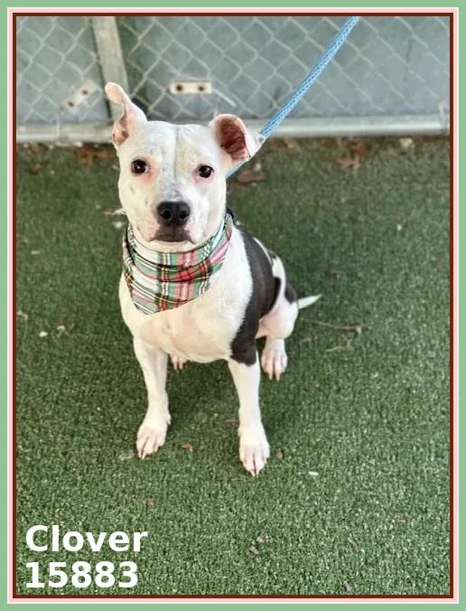 CLOVER, a ADOPTABLE mixed breed in Marietta, GA image 3/4