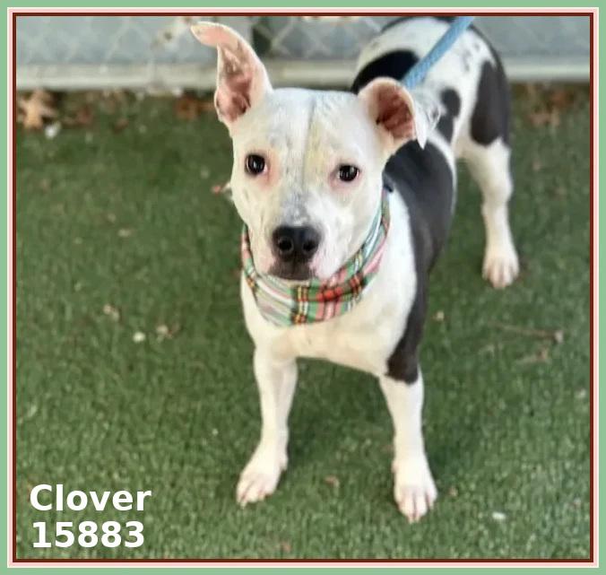 CLOVER, a ADOPTABLE mixed breed in Marietta, GA image 2/4