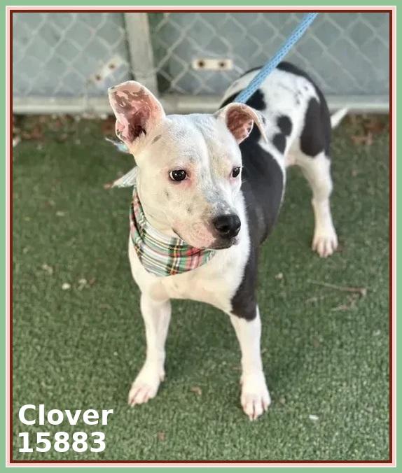 CLOVER, a ADOPTABLE mixed breed in Marietta, GA image 4/4