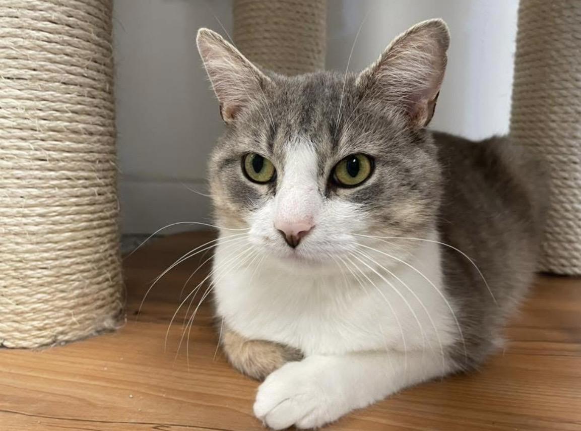 Pig, a ADOPTABLE Domestic Short Hair in Hudsonville, MI image 4/6