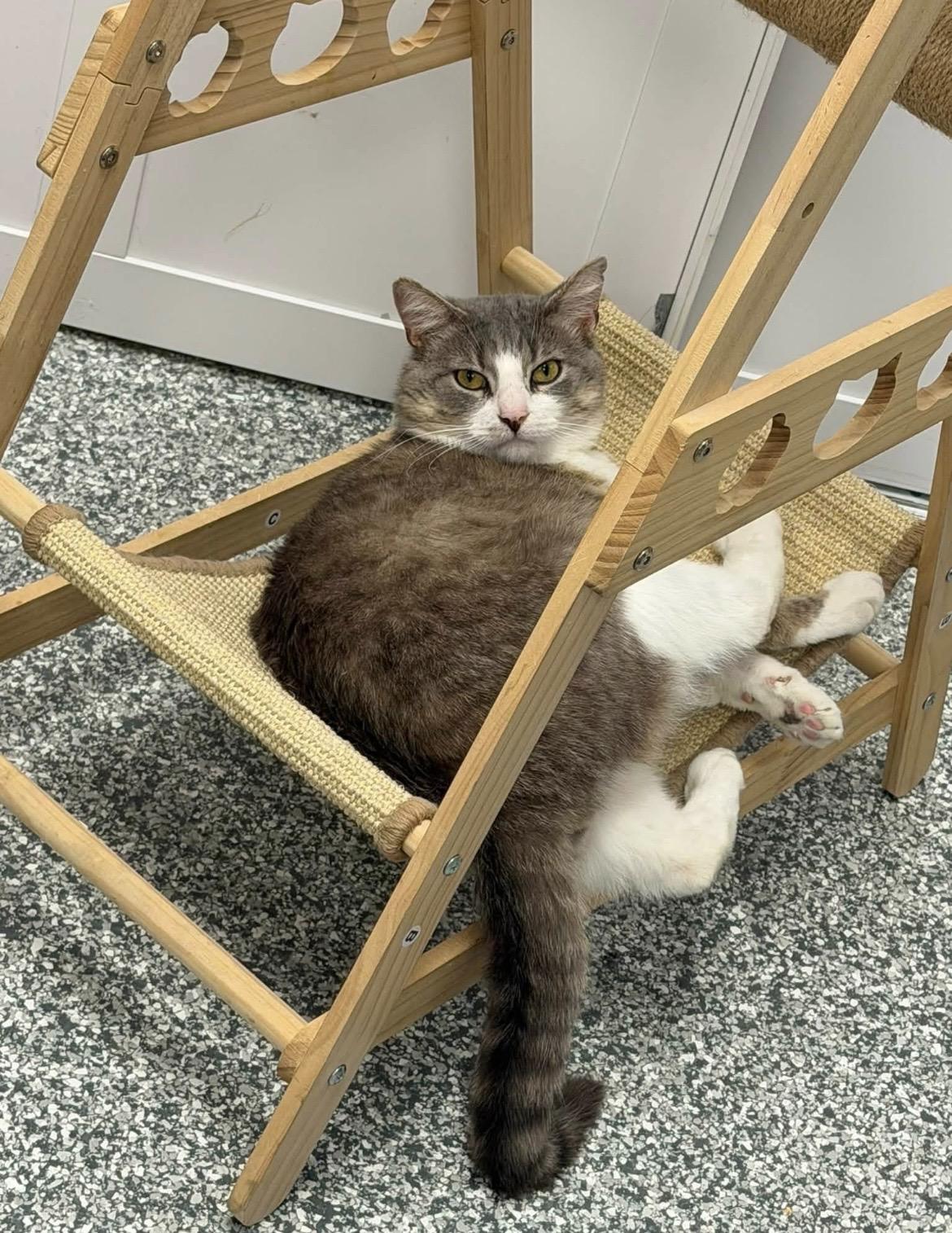 Pig, a ADOPTABLE Domestic Short Hair in Hudsonville, MI image 5/6