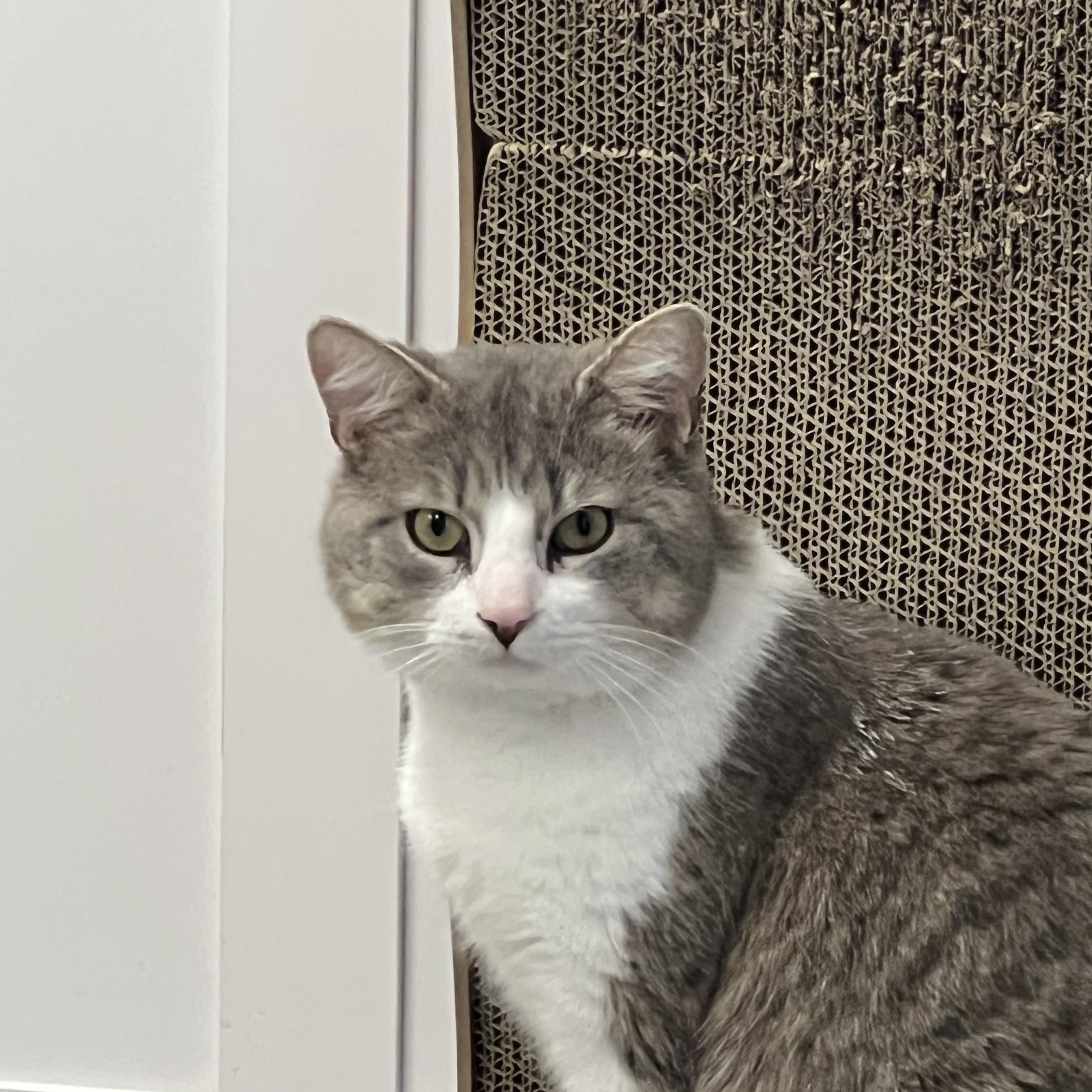 Pig, ADOPTABLE, Adult Male Domestic Short Hair.