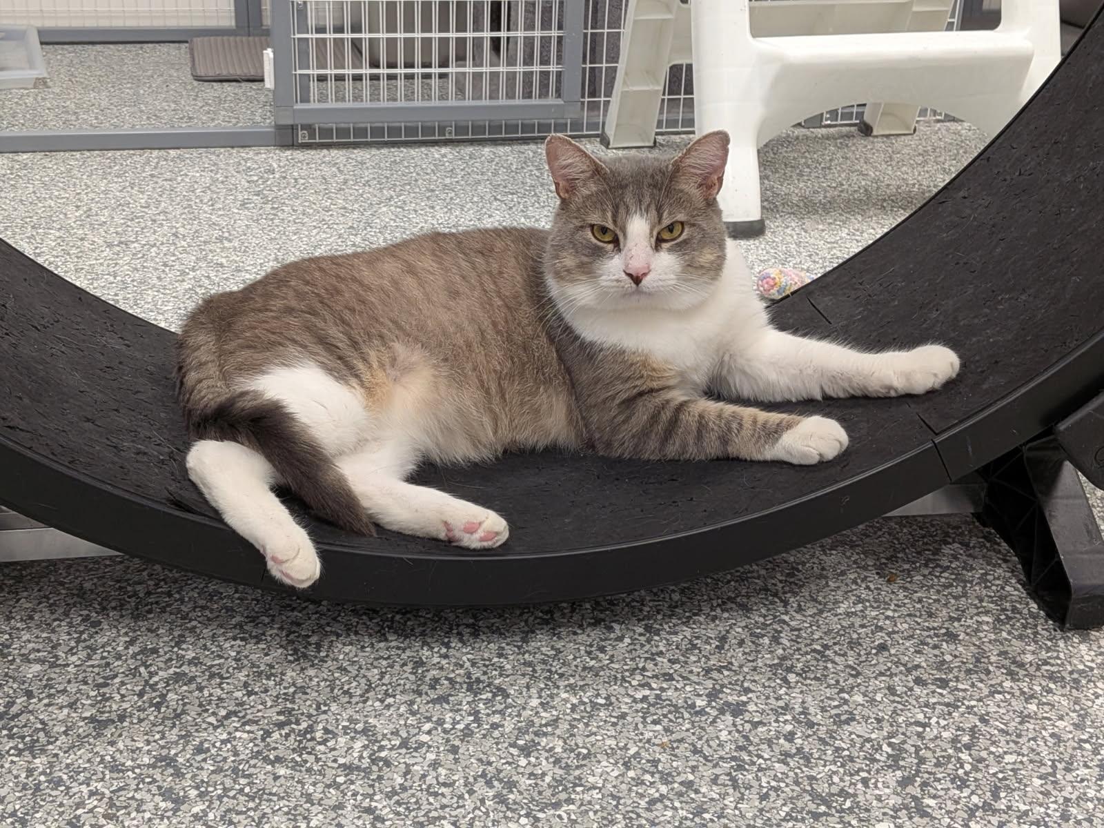 Pig, ADOPTABLE, Adult Male Domestic Short Hair.