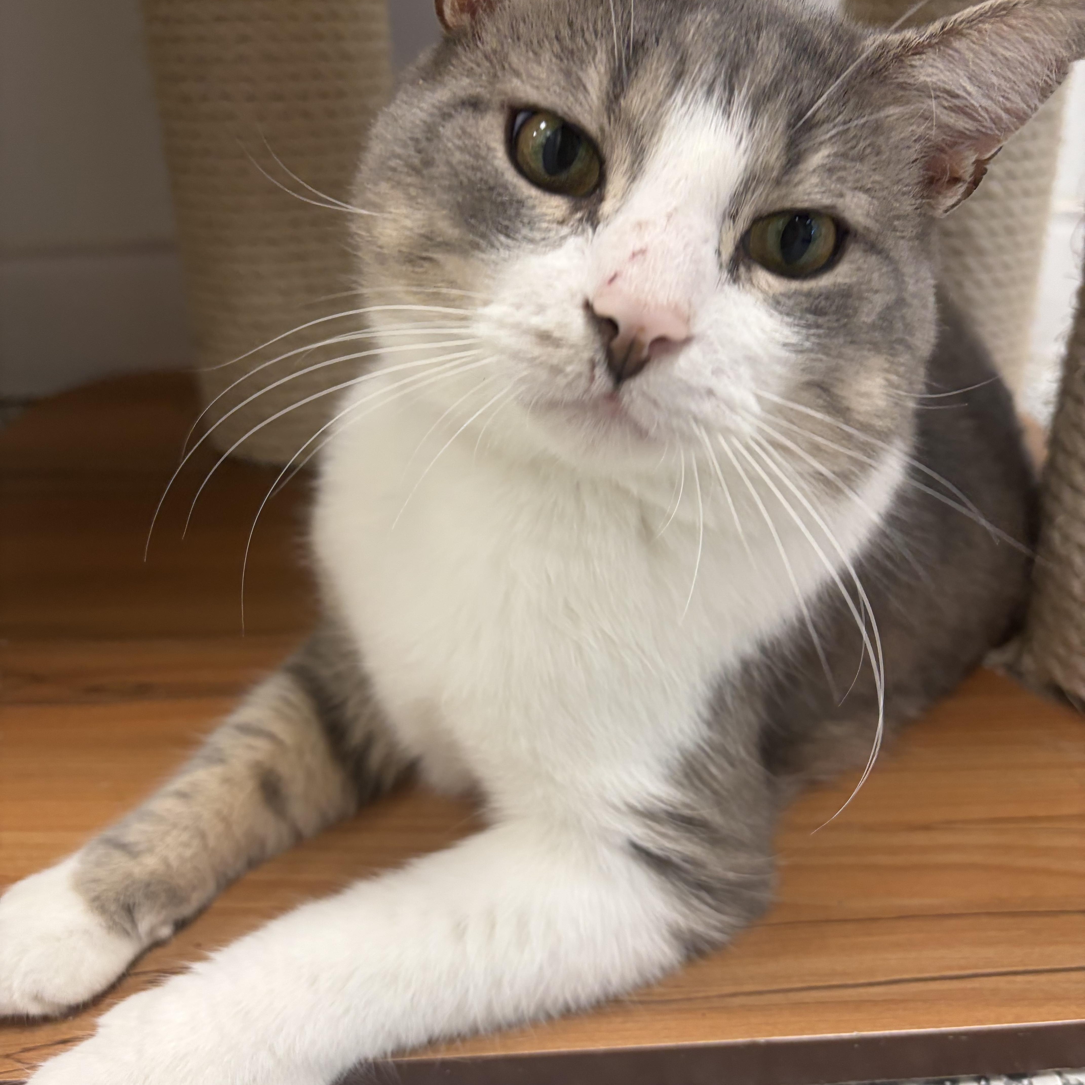 Pig, a ADOPTABLE Domestic Short Hair in Hudsonville, MI image 6/6