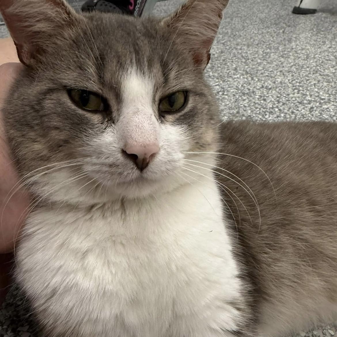 Pig, a ADOPTABLE Domestic Short Hair in Hudsonville, MI image 2/4
