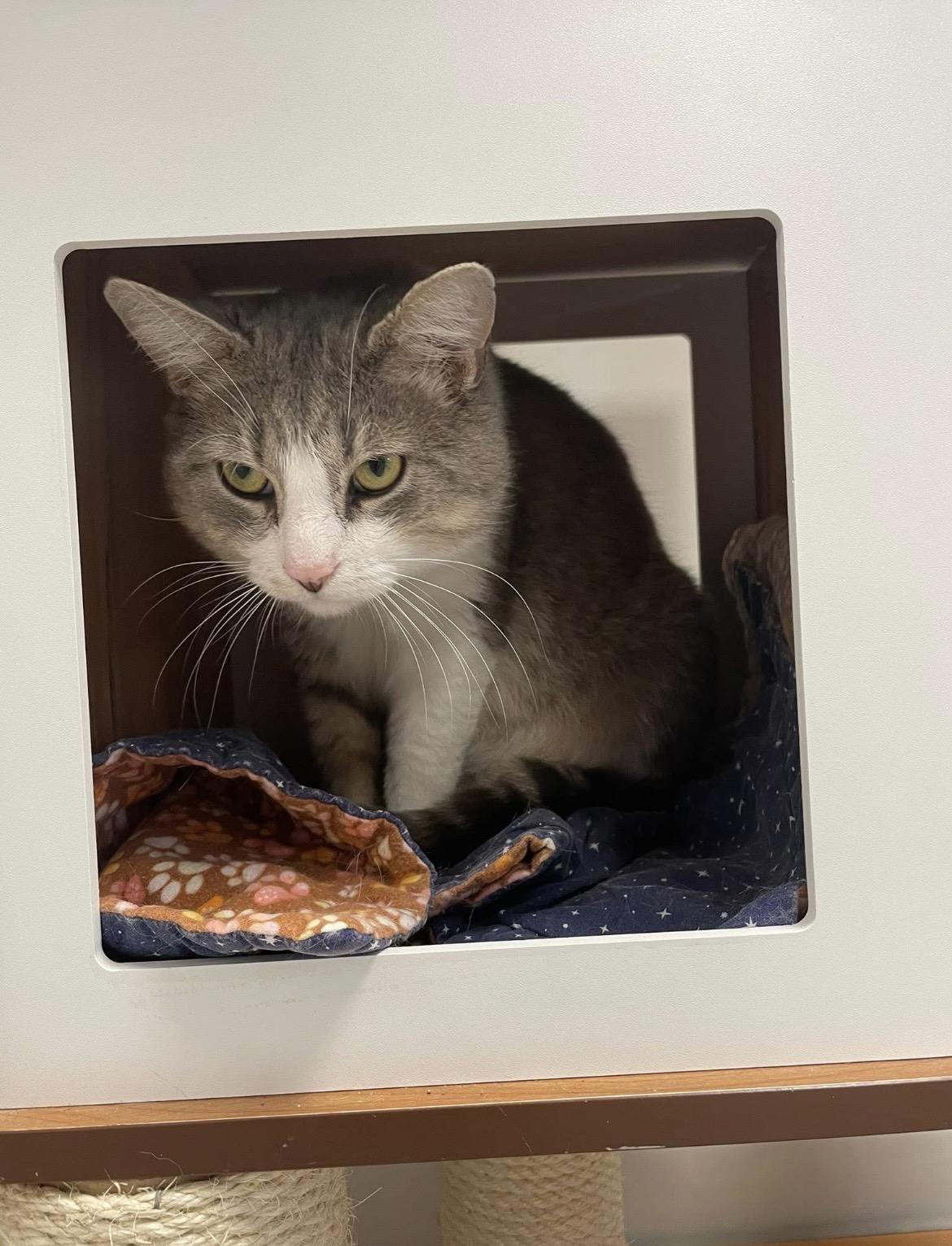 Pig, a ADOPTABLE Domestic Short Hair in Hudsonville, MI image 4/4