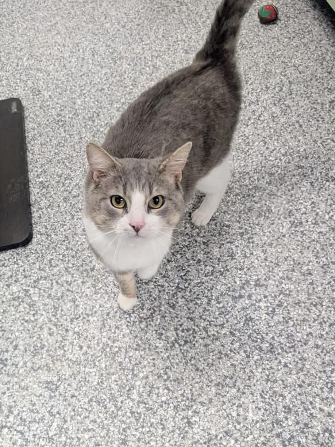 Pig, a ADOPTABLE Domestic Short Hair in Hudsonville, MI image 3/4