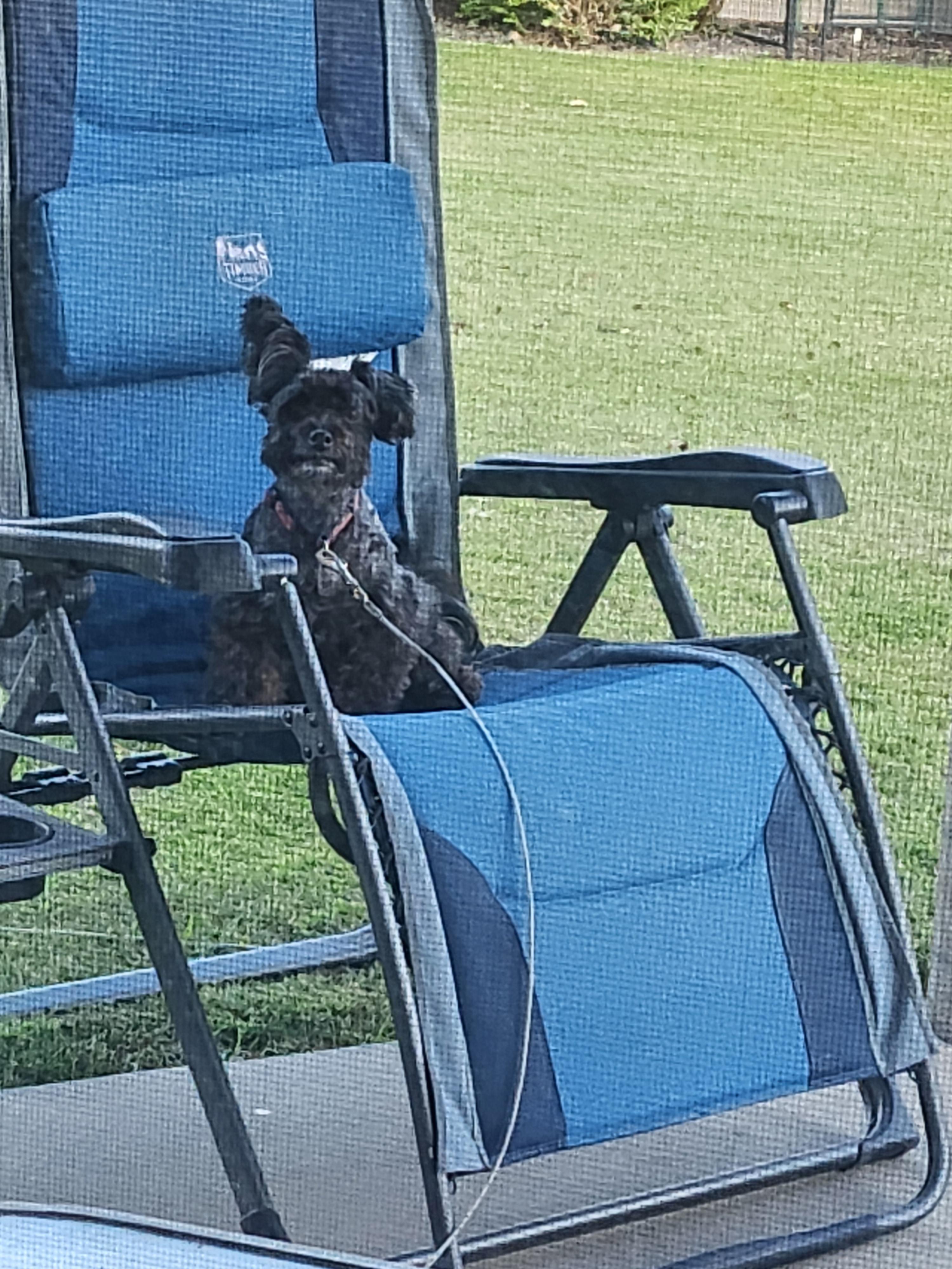 Enlarge Barry, an adopted Schnoodle in Decorah, IA image 1/1
