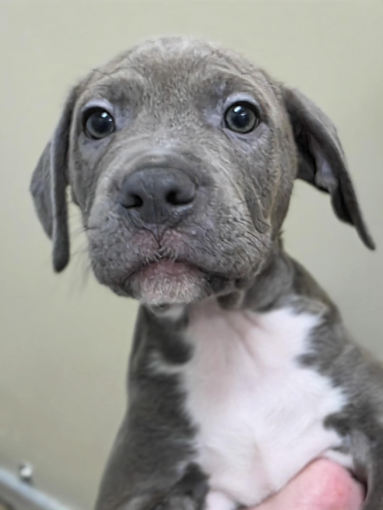 Enlarge Basil, a ADOPTABLE mixed breed in Wayne, NJ image 2/3