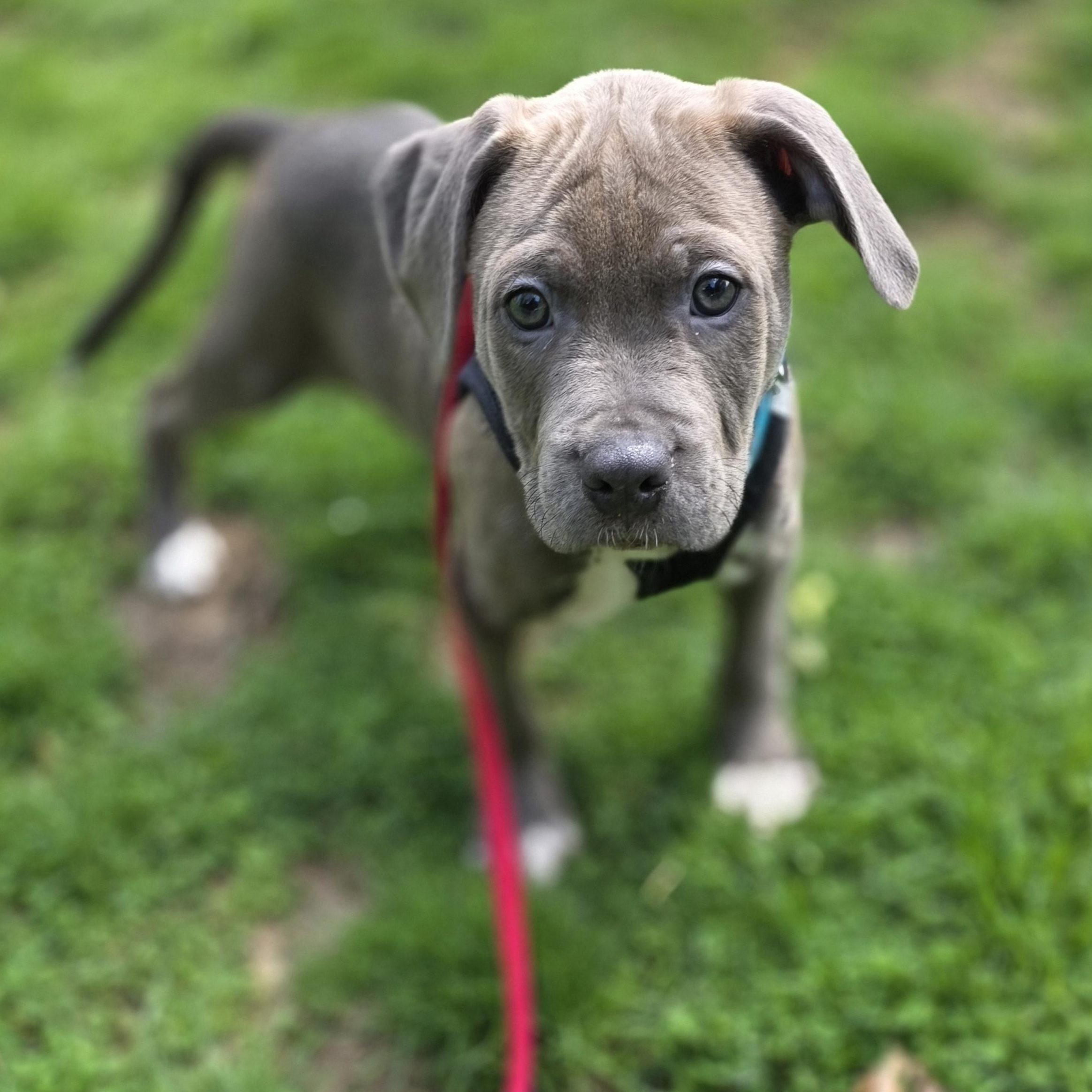 Basil, ADOPTABLE, Puppy Male Mixed Breed & Pit Bull Terrier.