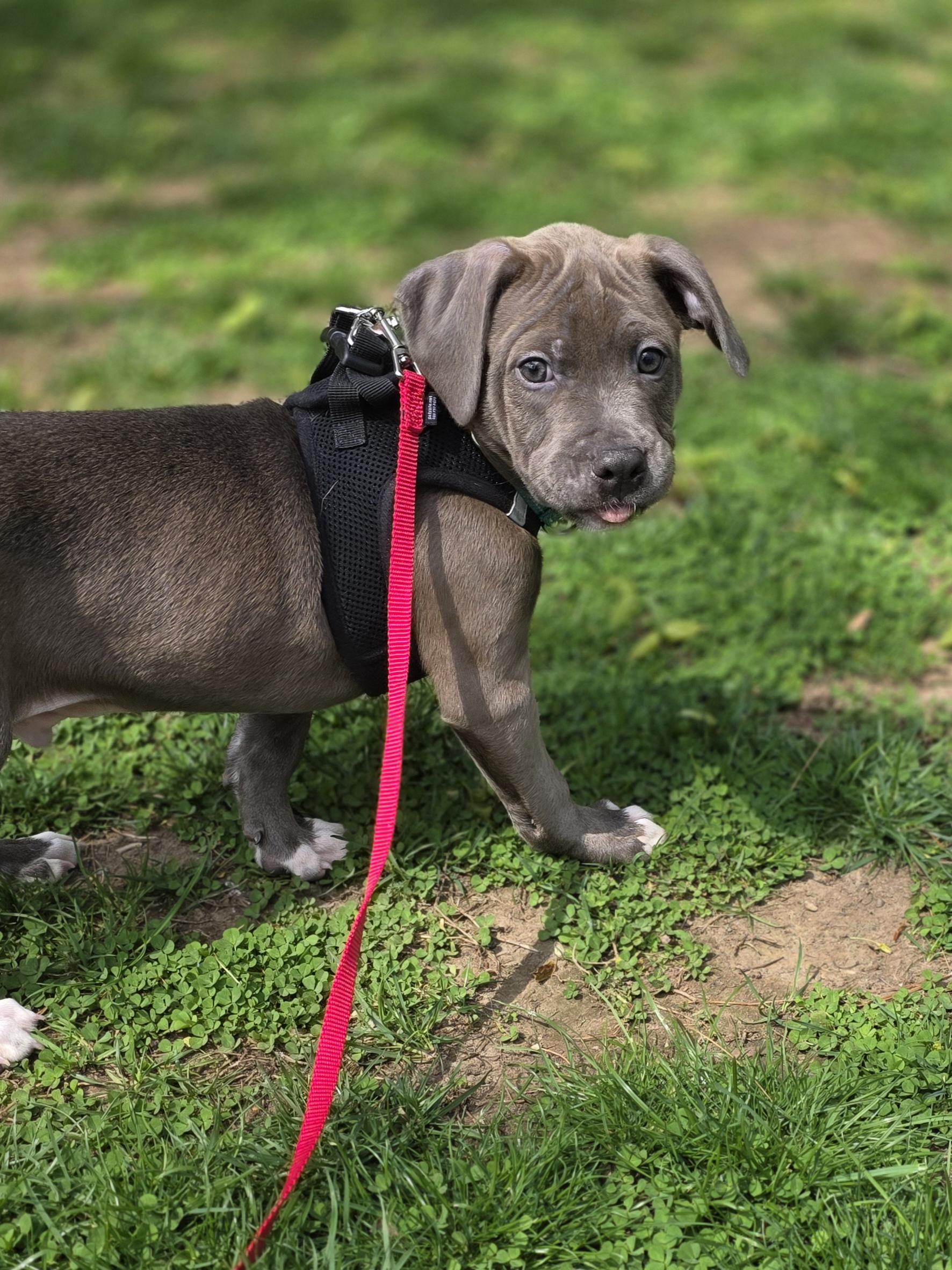Enlarge Basil, a ADOPTABLE mixed breed in Wayne, NJ image 3/3
