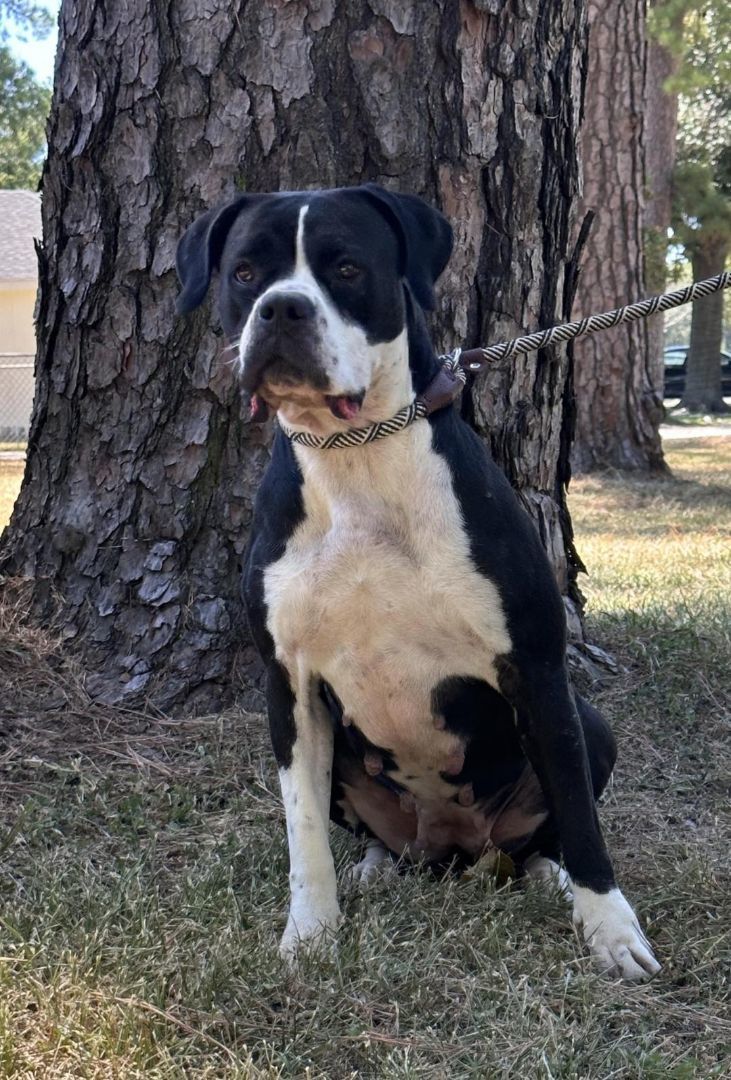 Enlarge Aggie, a Adopted mixed breed in Londonderry, NH image 1/5