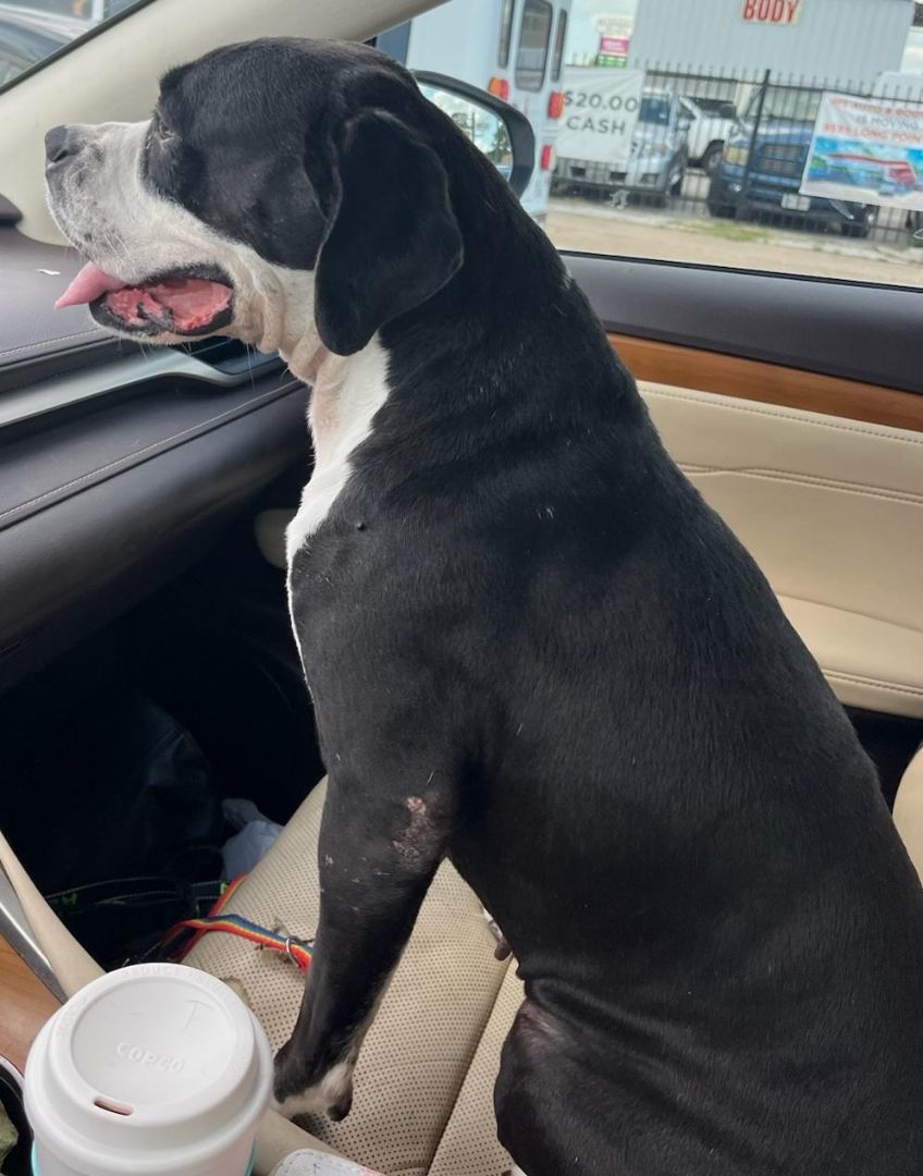 Enlarge Aggie, a Adopted mixed breed in Londonderry, NH image 2/5