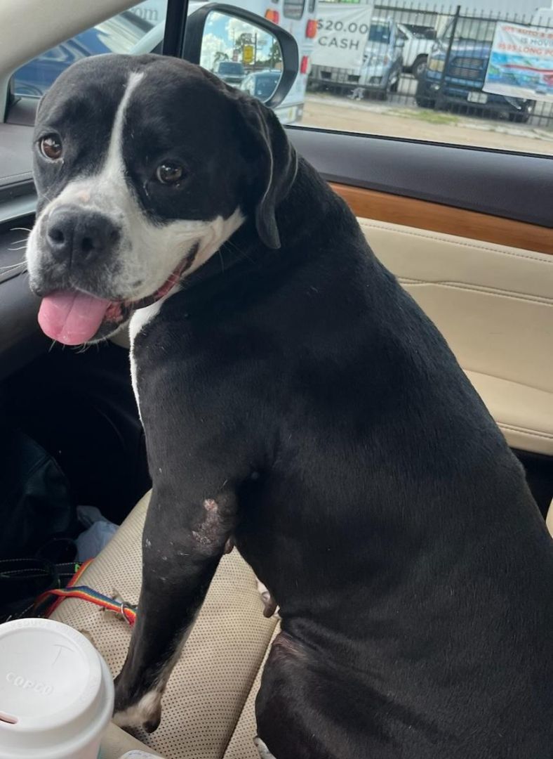 Enlarge Aggie, a Adopted mixed breed in Londonderry, NH image 5/5