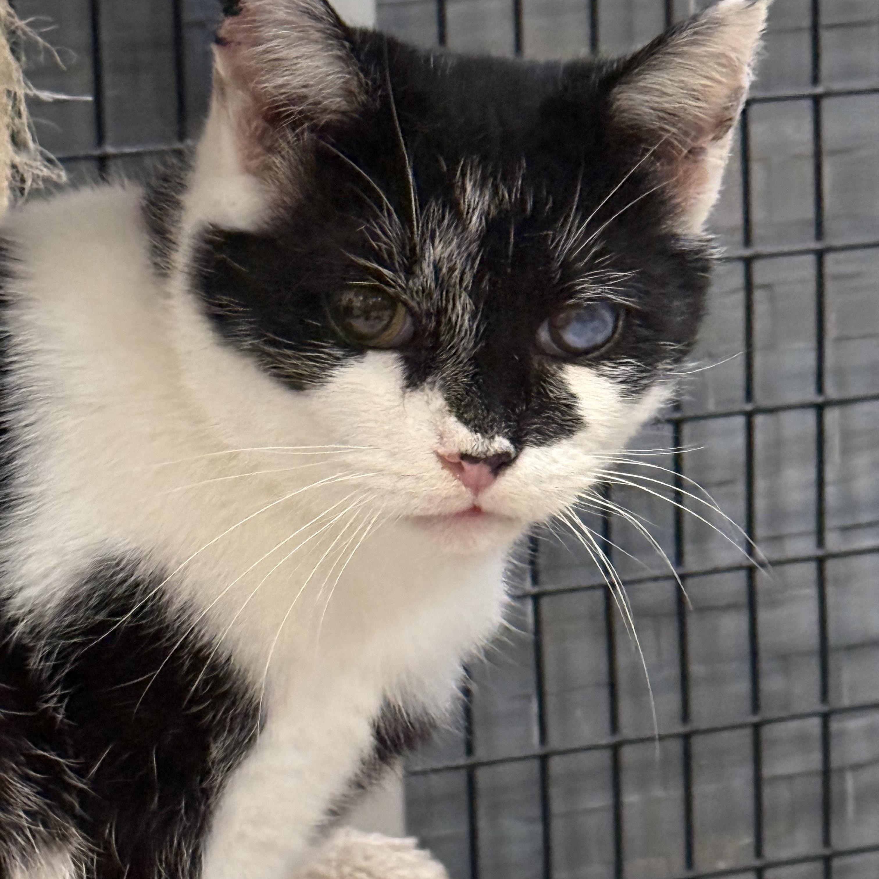 Journey, Adoptable, Adult Female Domestic Short Hair.