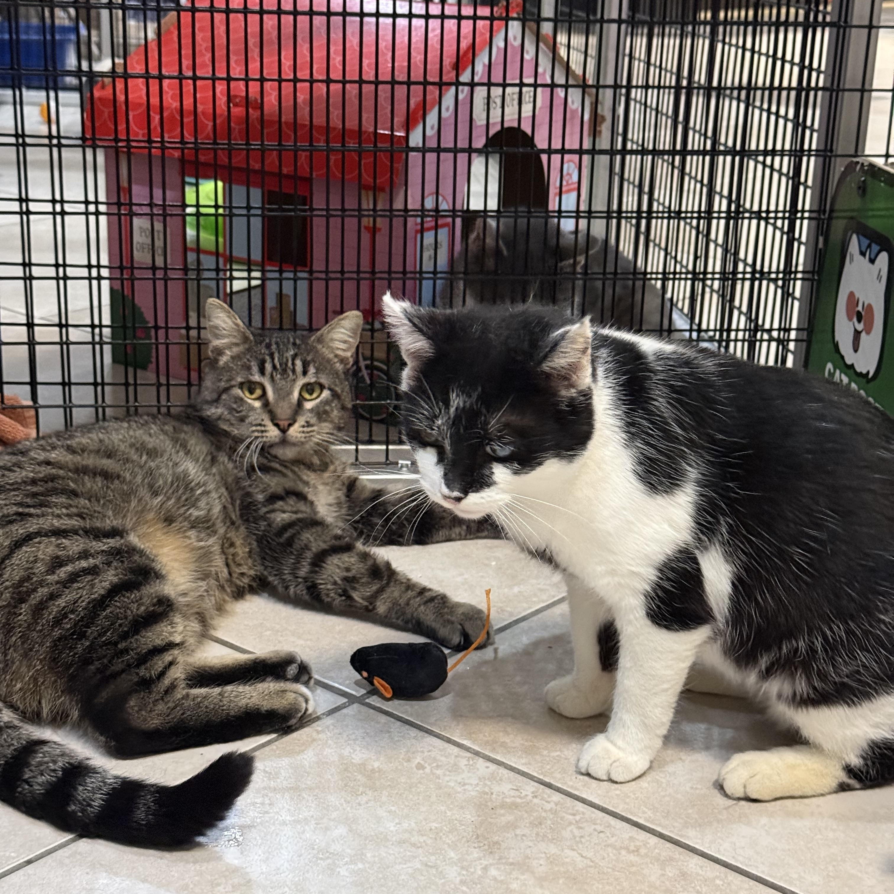 Enlarge Journey, a Adoptable Domestic Short Hair in Plymouth, MA image 3/3