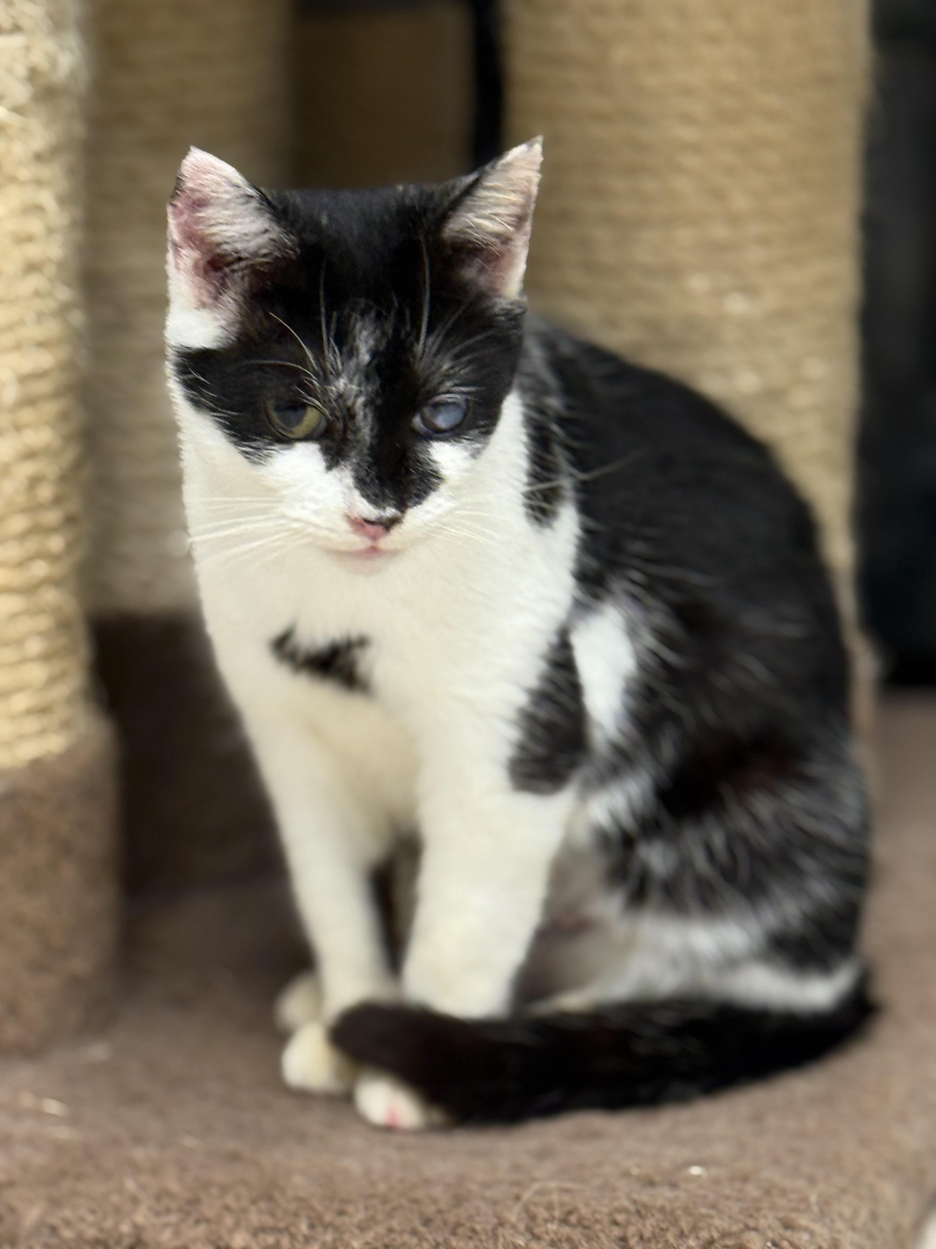 Enlarge Journey, a Adoptable Domestic Short Hair in Plymouth, MA image 1/1