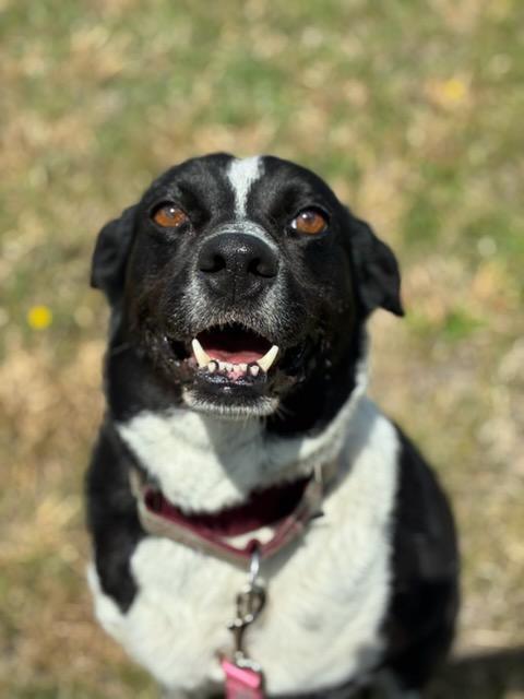 Lola, a ADOPTABLE mixed breed in Augusta, WV image 1/4