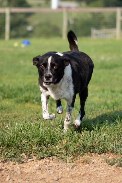 Lola, a ADOPTABLE mixed breed in Augusta, WV image 2/4