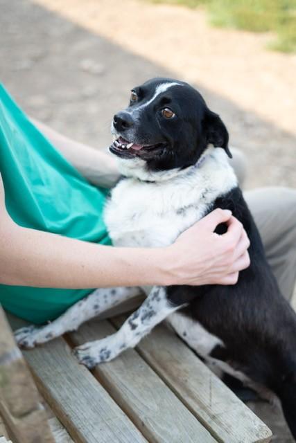 Lola, a ADOPTABLE mixed breed in Augusta, WV image 3/4