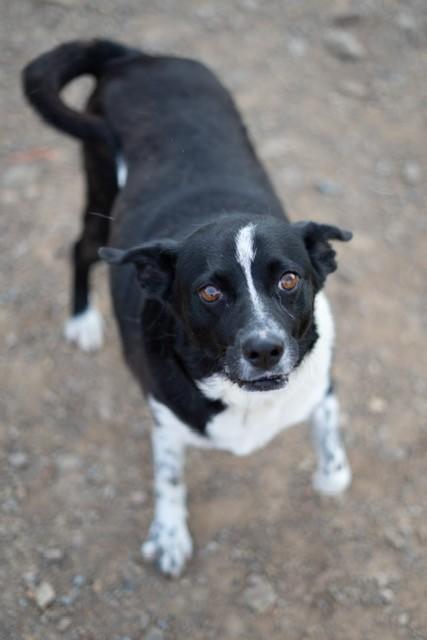 Lola, a ADOPTABLE mixed breed in Augusta, WV image 4/4
