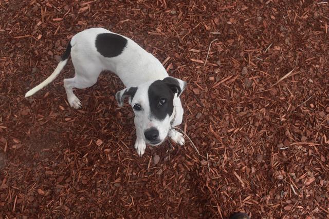 SAGE, Adoptable, Young Female Labrador Retriever & Mixed Breed.