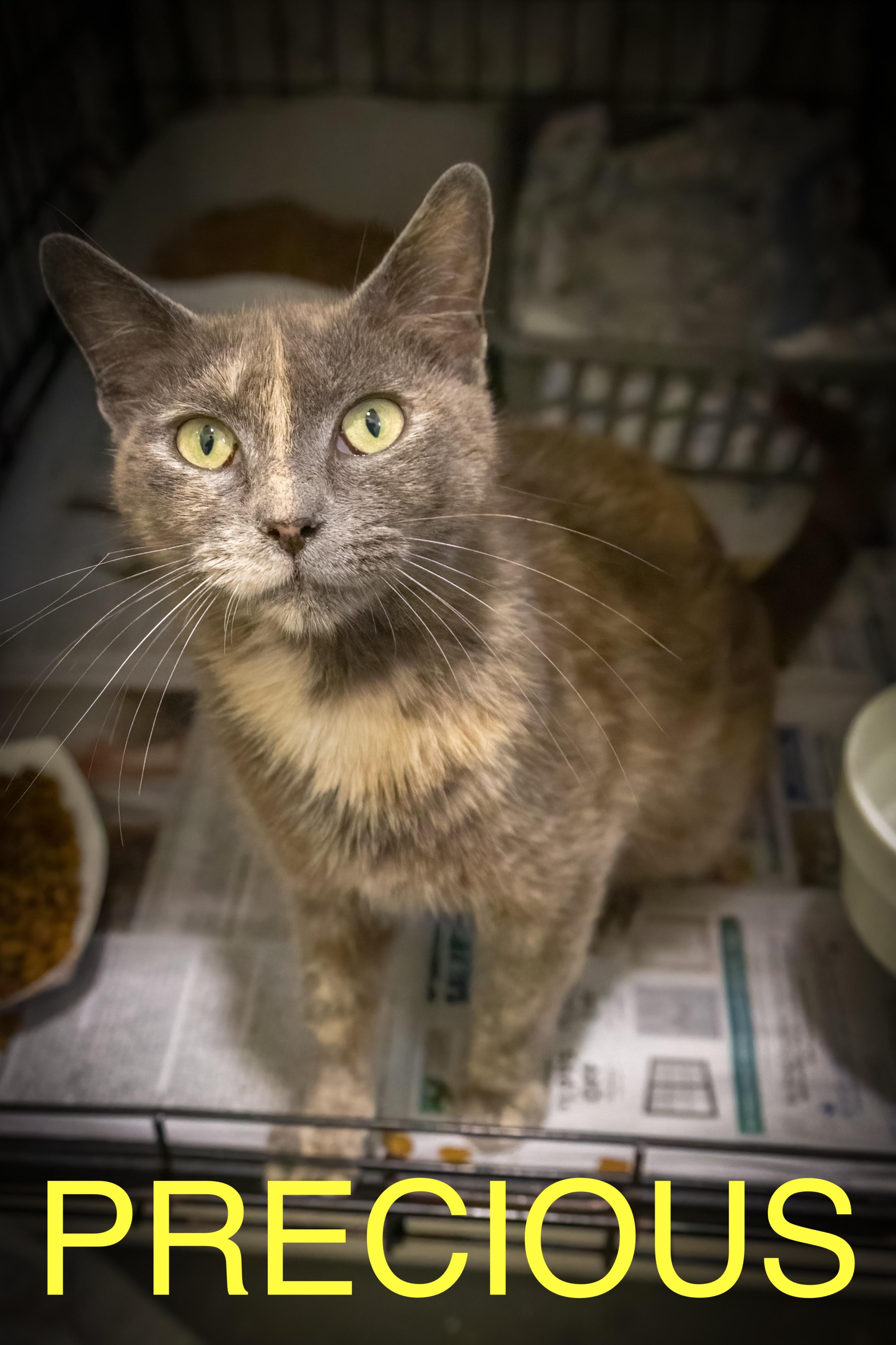 Precious thumbnail 4