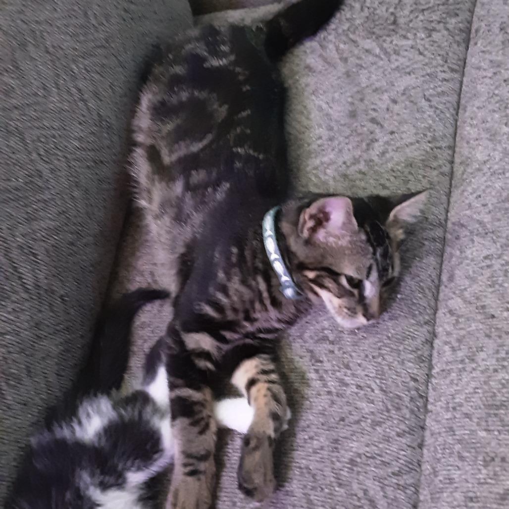 Enlarge Andy (Prince Antioch), a Adoptable American Shorthair in Overland Park, KS image 2/6