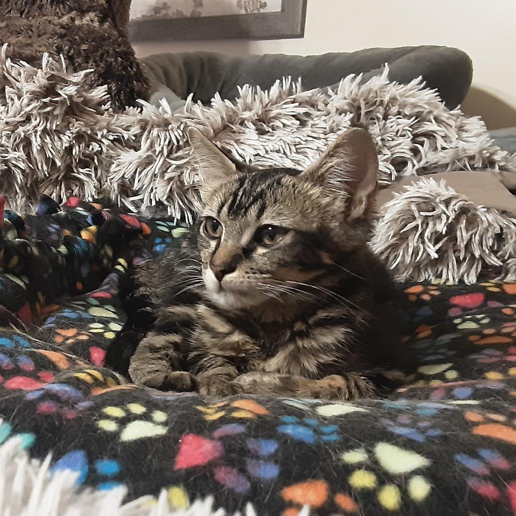 Enlarge Andy (Prince Antioch), a Adoptable American Shorthair in Overland Park, KS image 3/6